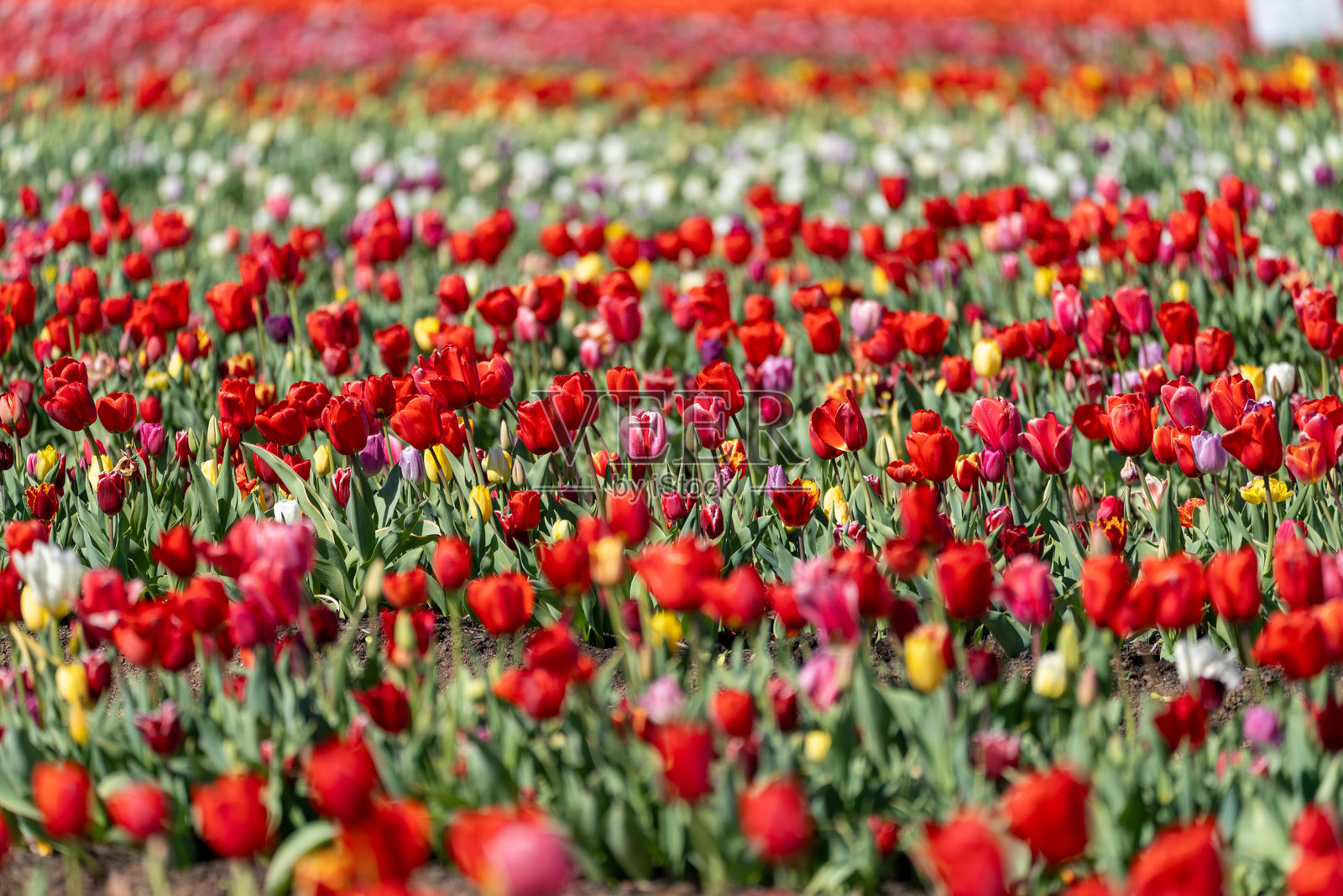 春天的农田花海中盛开的五彩斑斓的郁金香照片摄影图片