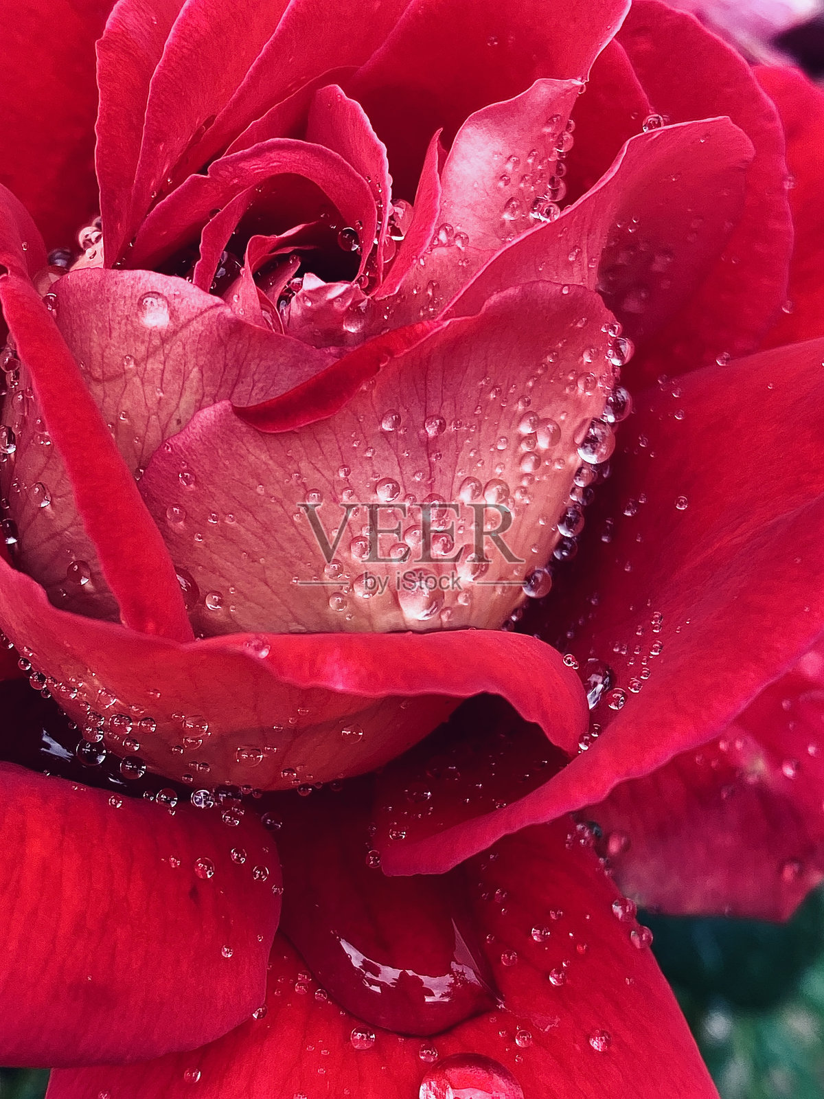 玫瑰照片摄影图片