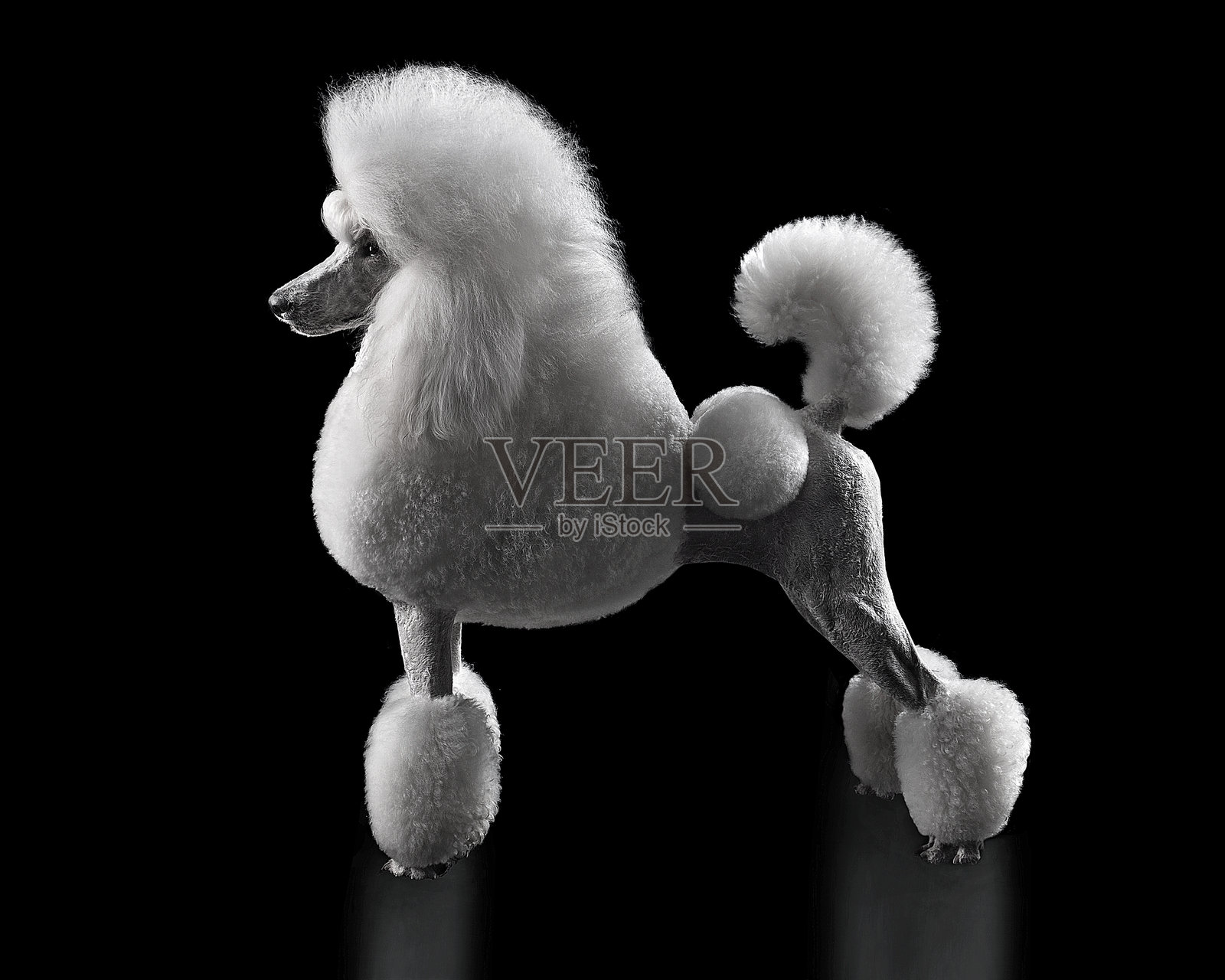 优雅的白色标准贵宾犬的工作室拍摄照片摄影图片