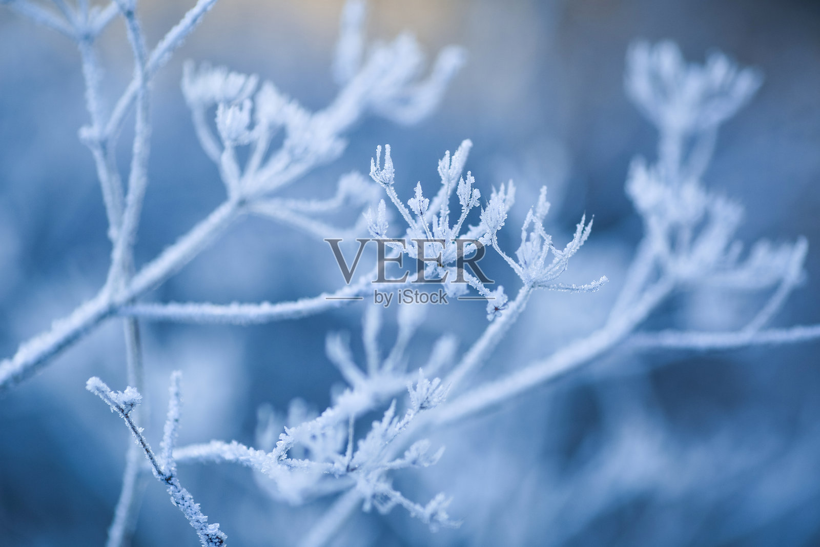 植物上的霜照片摄影图片