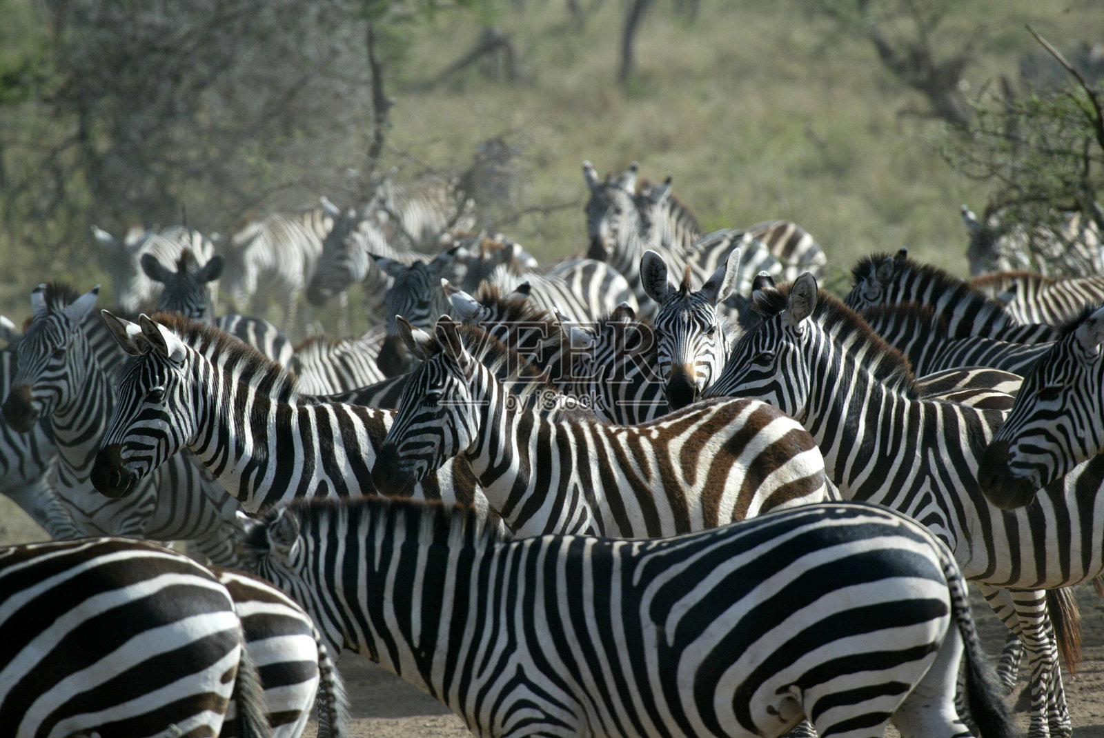 斑马照片摄影图片