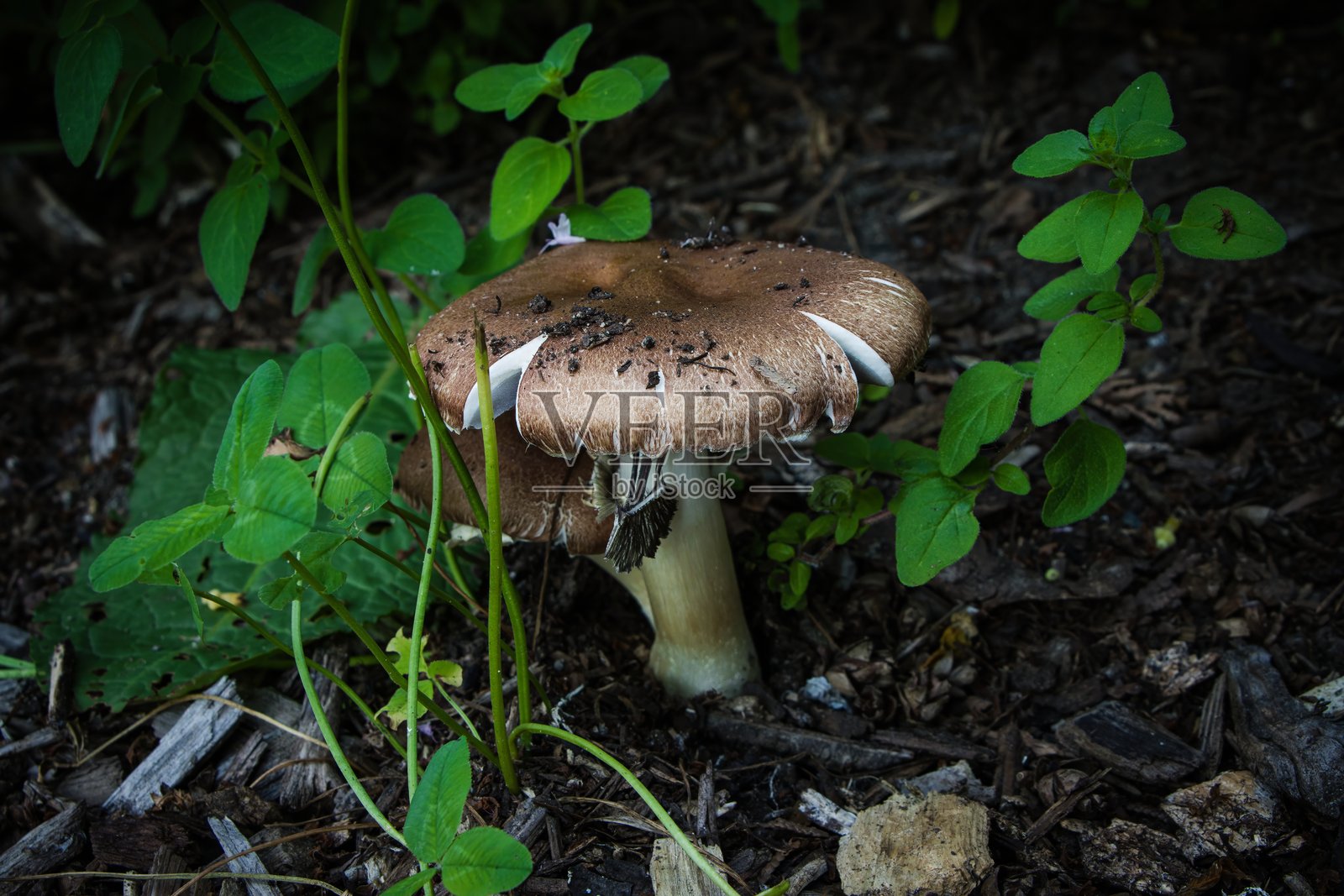 阿特金森的毒蝇伞蘑菇照片摄影图片
