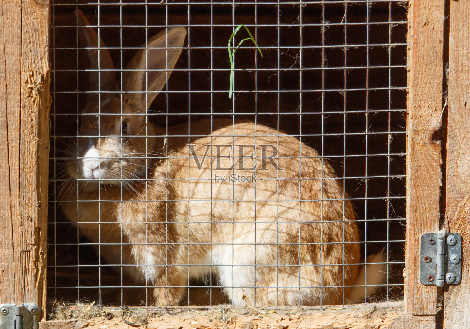 兔子们坐在农场的笼子里照片摄影图片
