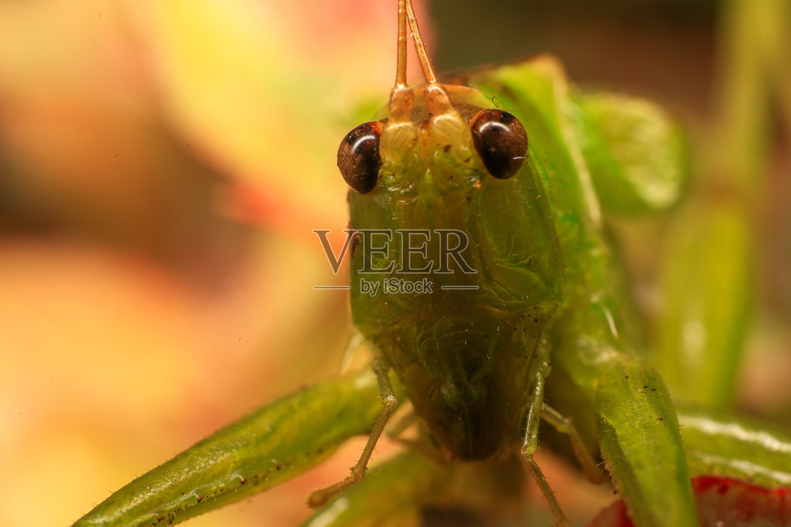 自然中绿色叶子上的蚱蜢。微距摄影照片摄影图片