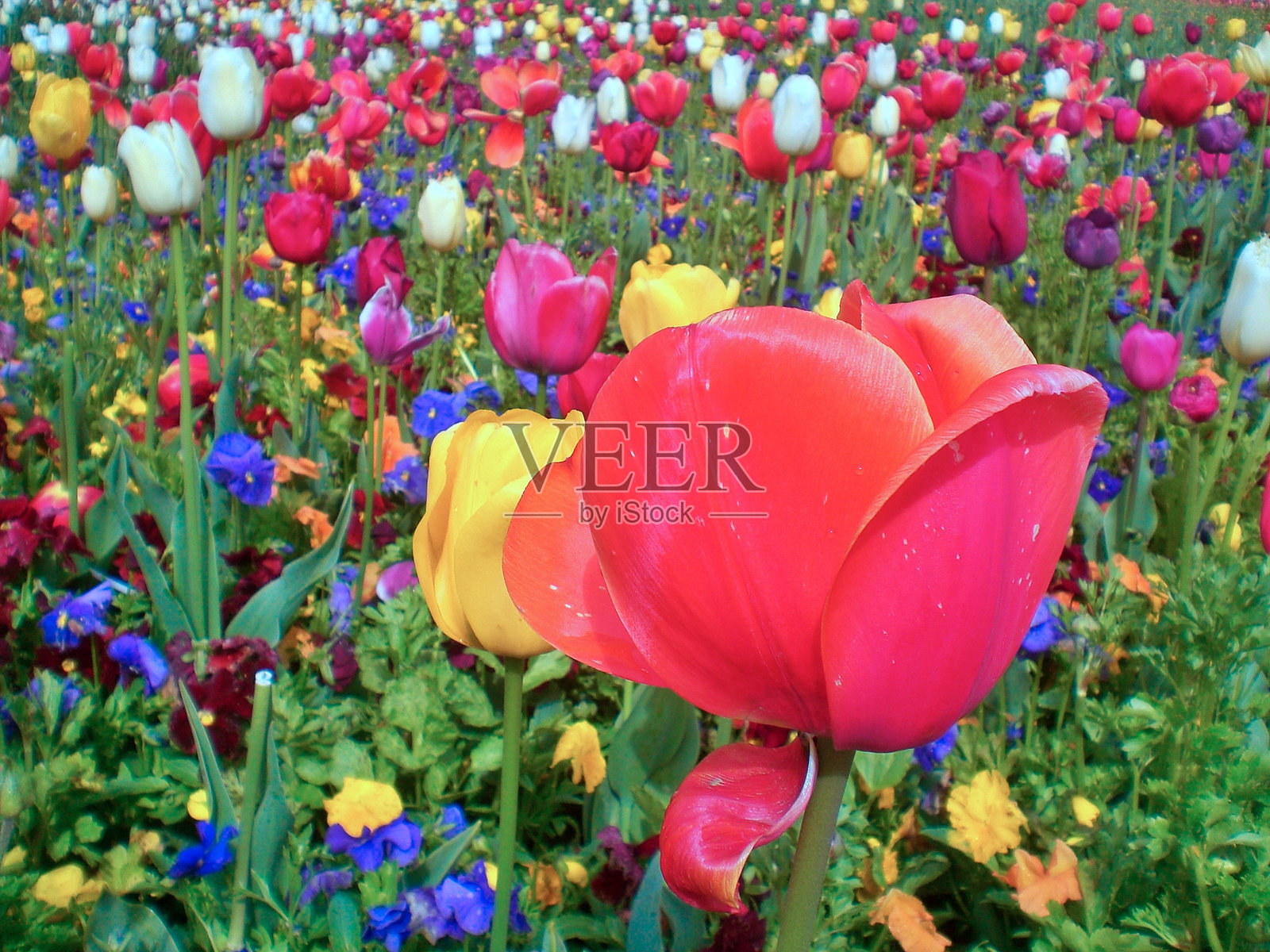 弗洛里亚德照片摄影图片