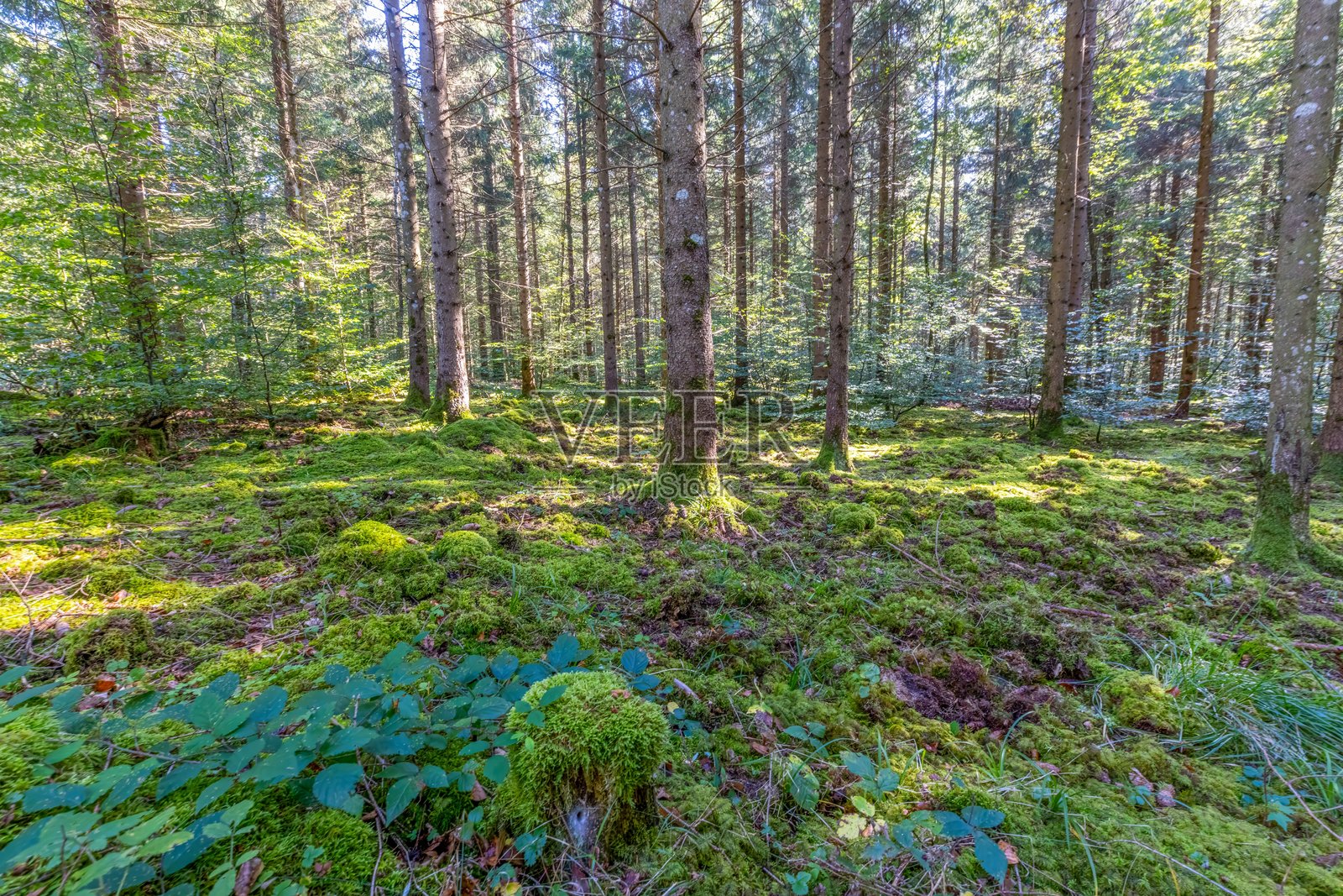 夏季德国自然密林的全景照片，地面覆盖着丰富的绿色植被。照片摄影图片