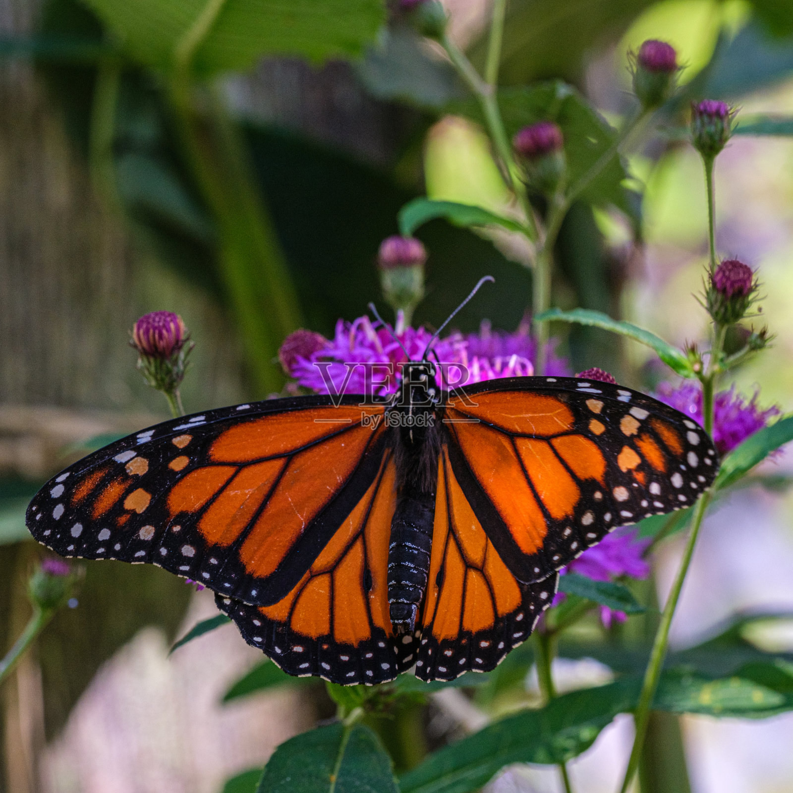 蝴蝶照片摄影图片