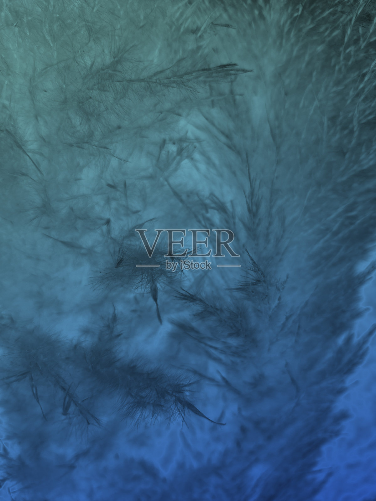 霓虹绿色和蓝色渐变花粉。艺术。光。透明。照片摄影图片