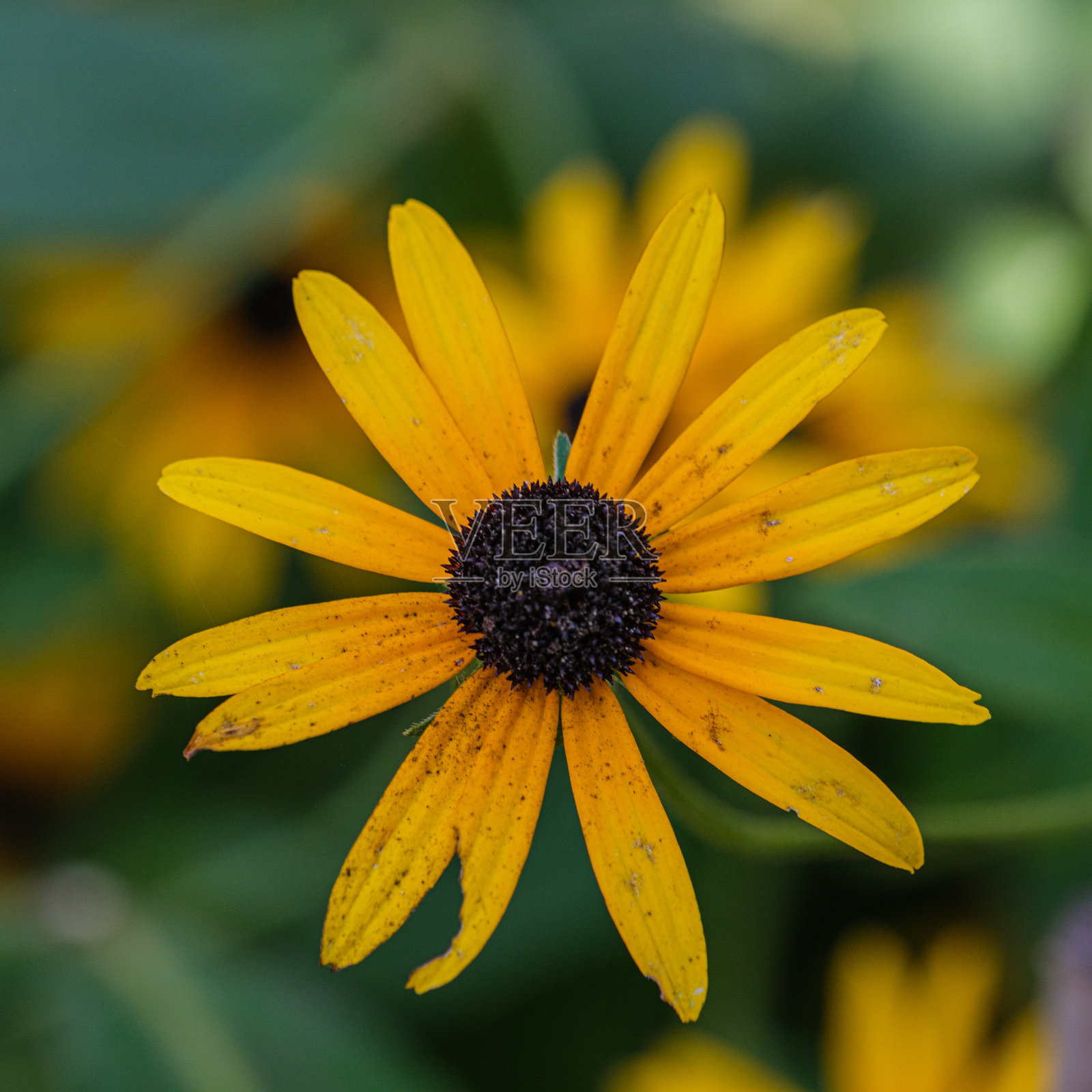 蝴蝶照片摄影图片