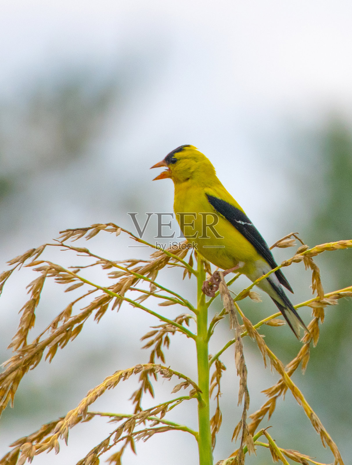 金翅雀栖息在玉米穗上 - 印第安纳州霍华德县照片摄影图片