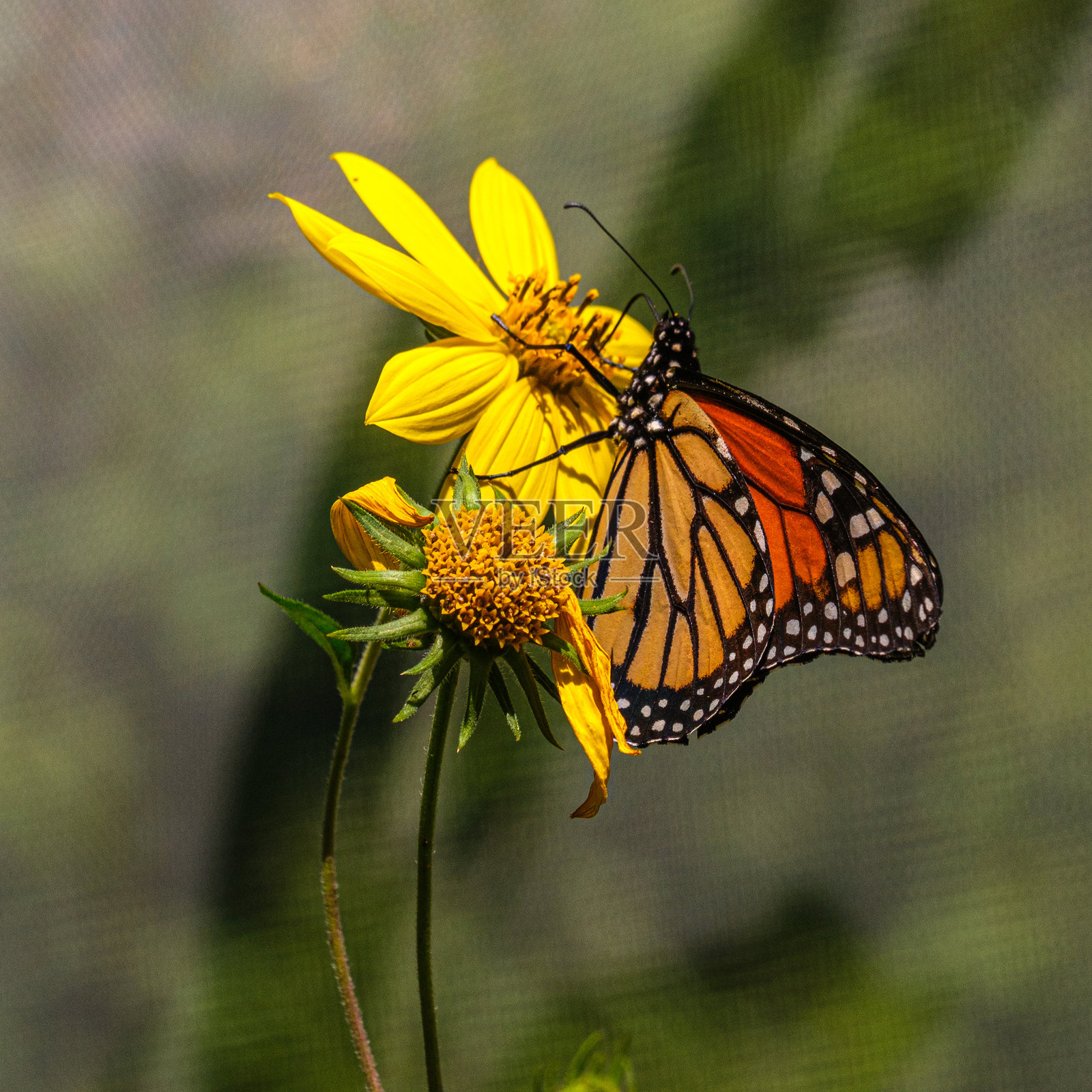 蝴蝶照片摄影图片