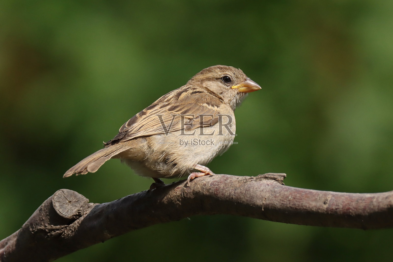 家麻雀 - Moineau domestique (Passer domesticus)。照片摄影图片