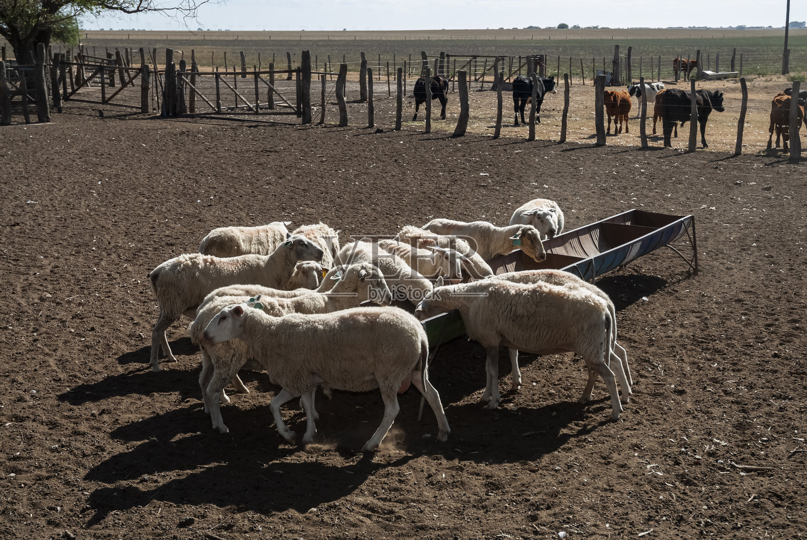 阿根廷巴塔哥尼亚地区的农村羊牧场照片摄影图片