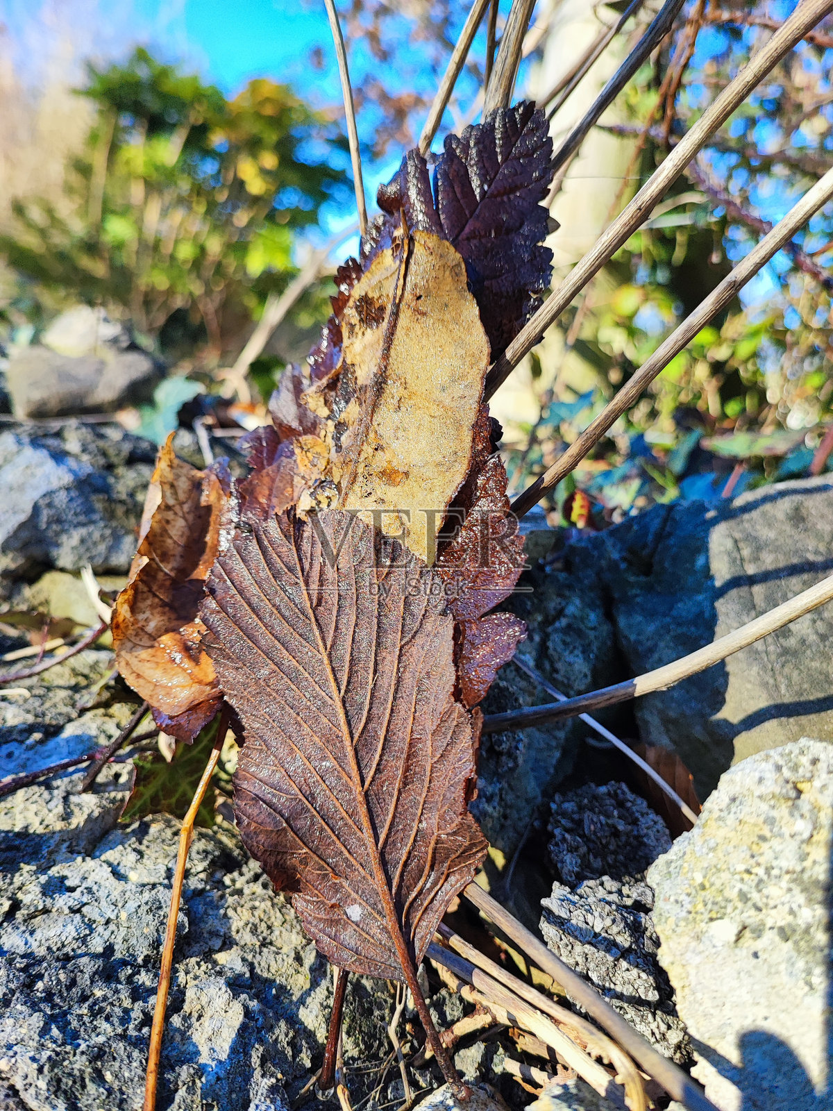 不同秋天树叶的特写照片，层叠在一起。照片摄影图片