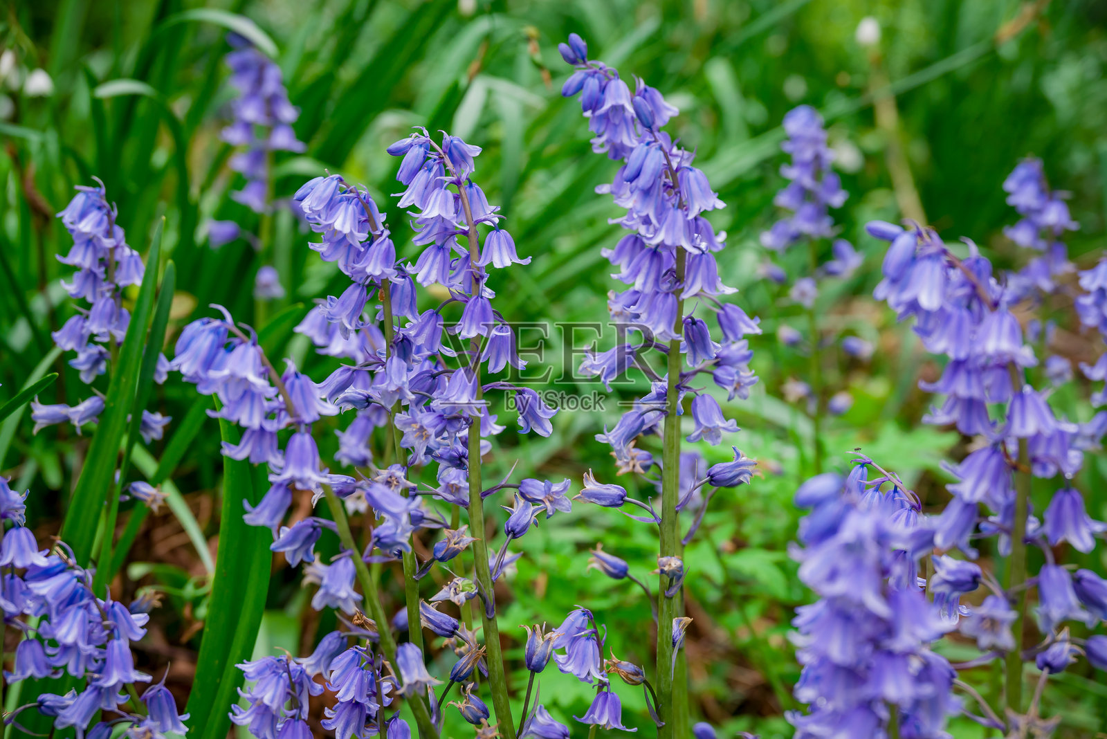 公园里的春天花朵照片照片摄影图片