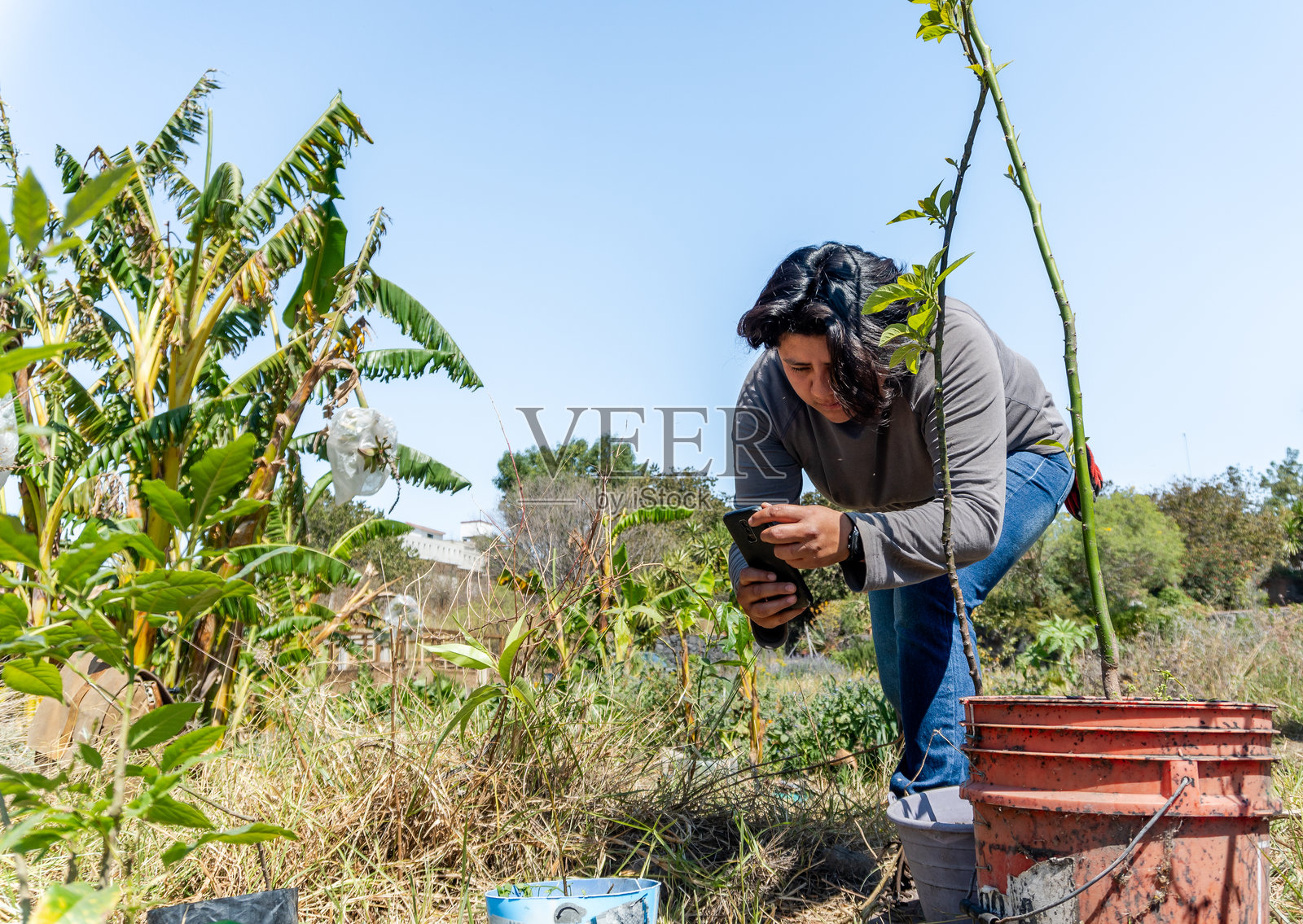年轻的环保主义者使用智能手机识别树木照片摄影图片