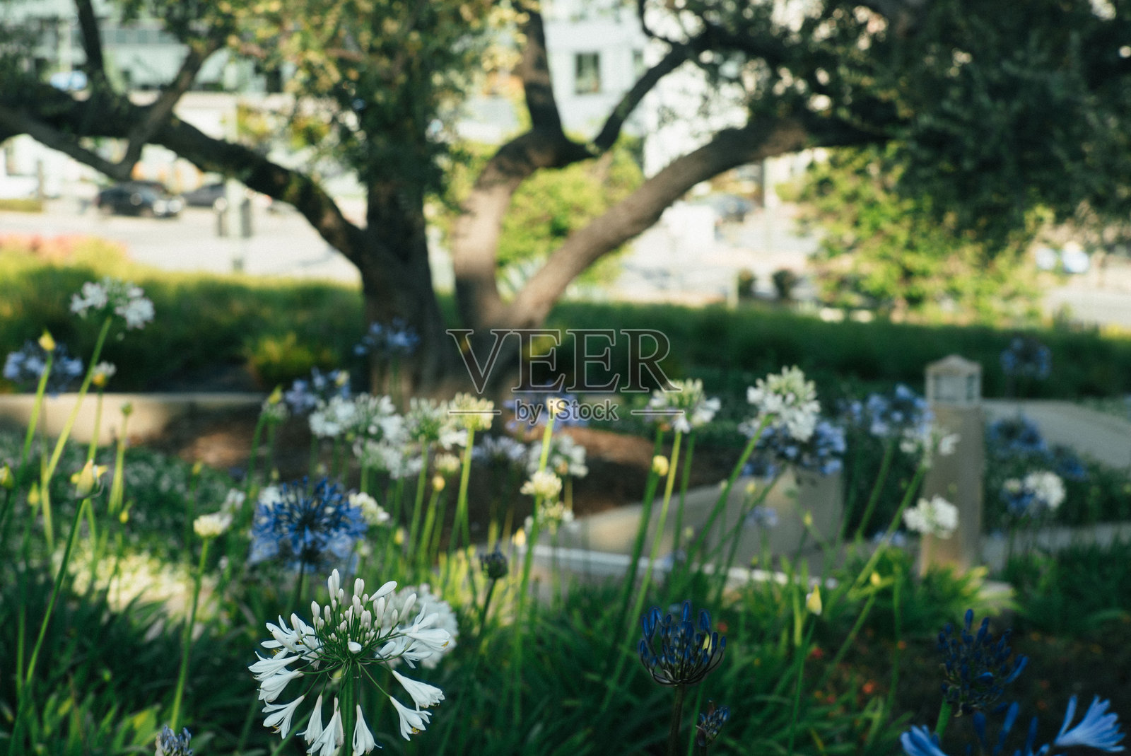 洛杉矶加利福尼亚圣殿照片摄影图片