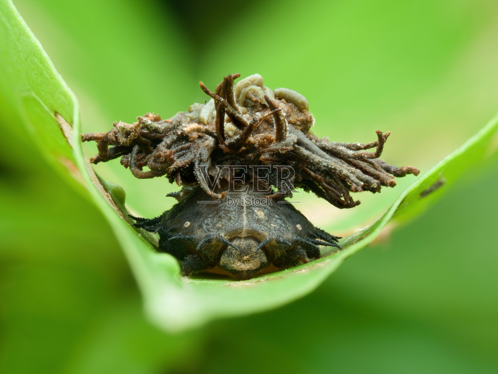 龟甲虫幼虫在叶子上照片摄影图片