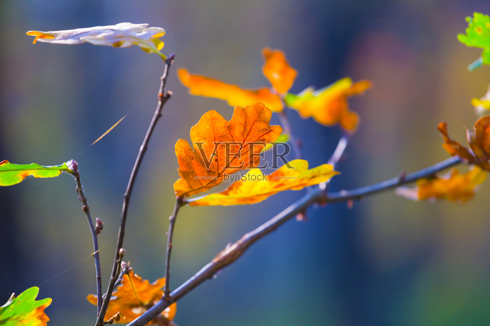 森林中红色干枯橡树枝的特写镜头照片摄影图片