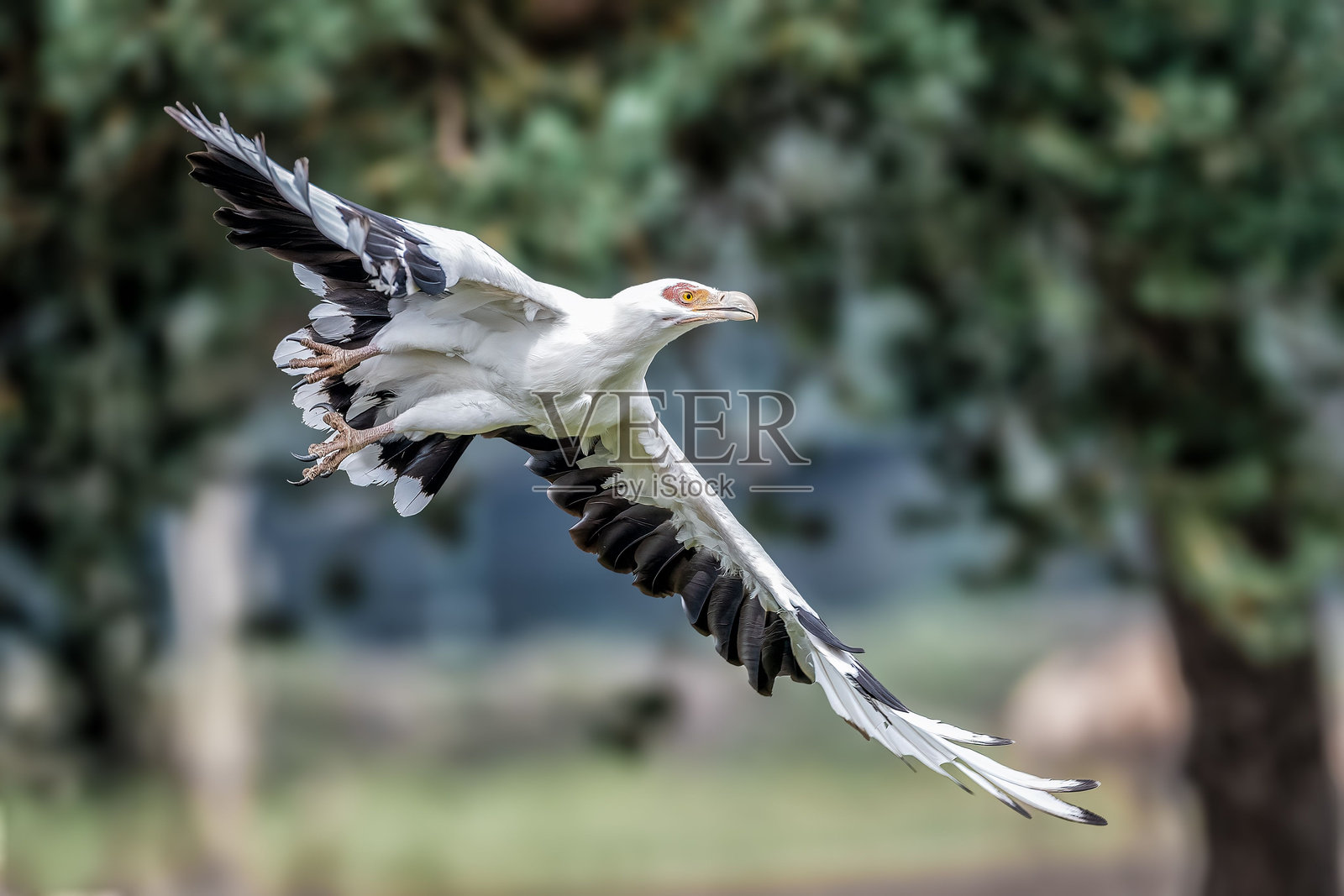 白色和黑色的鸟在飞翔照片摄影图片