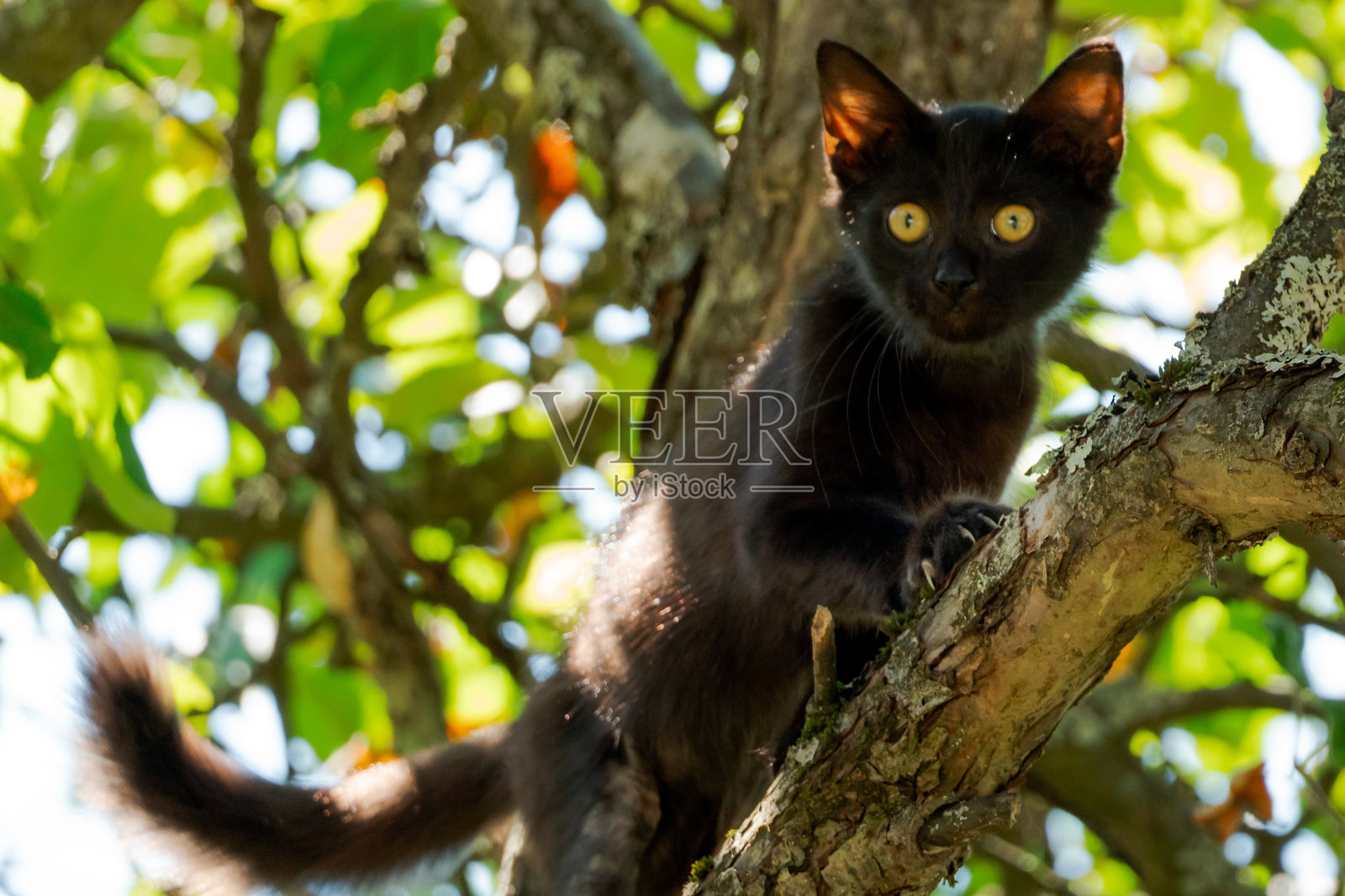 黑猫爬树照片摄影图片