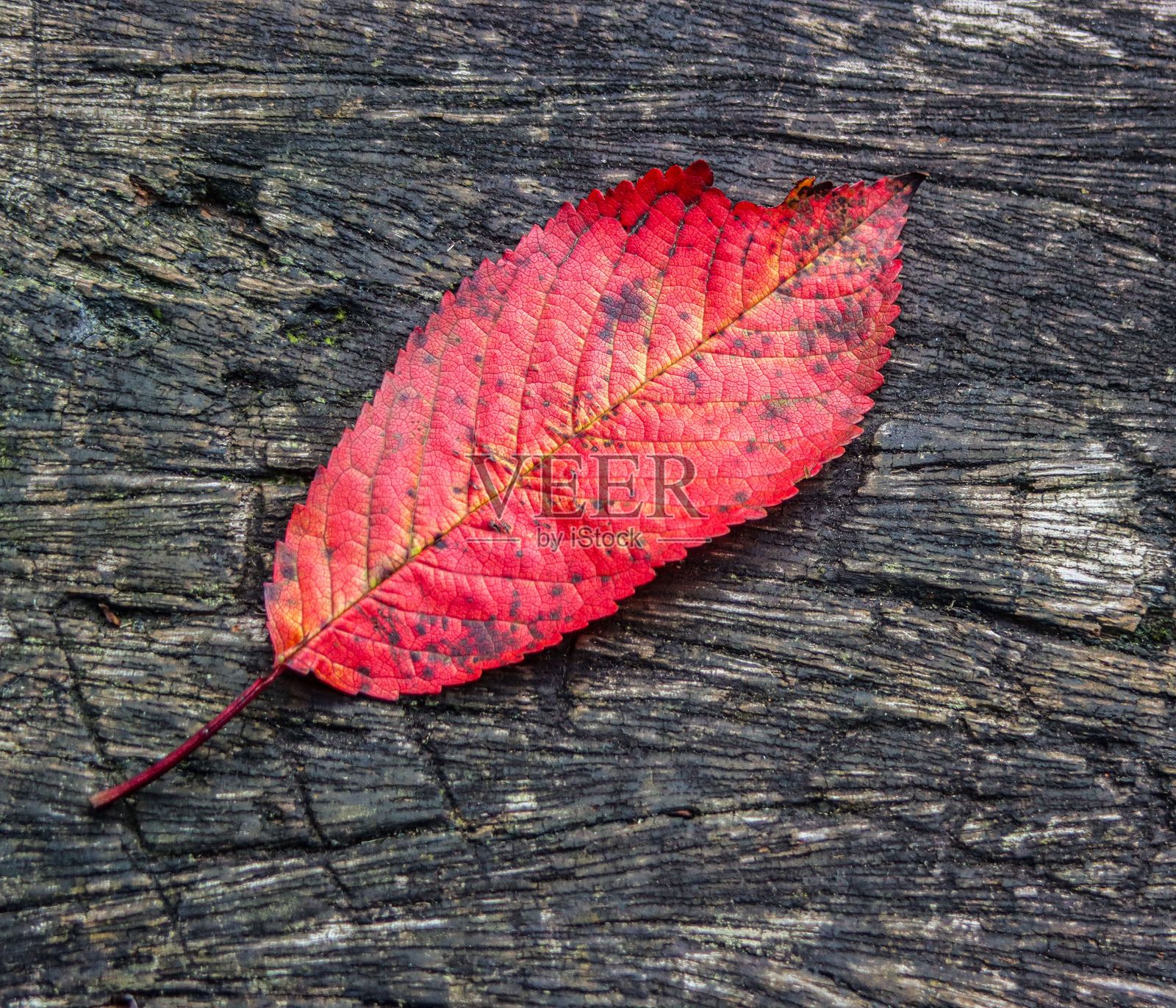 鲜艳的红叶在有纹理的木质表面上照片摄影图片