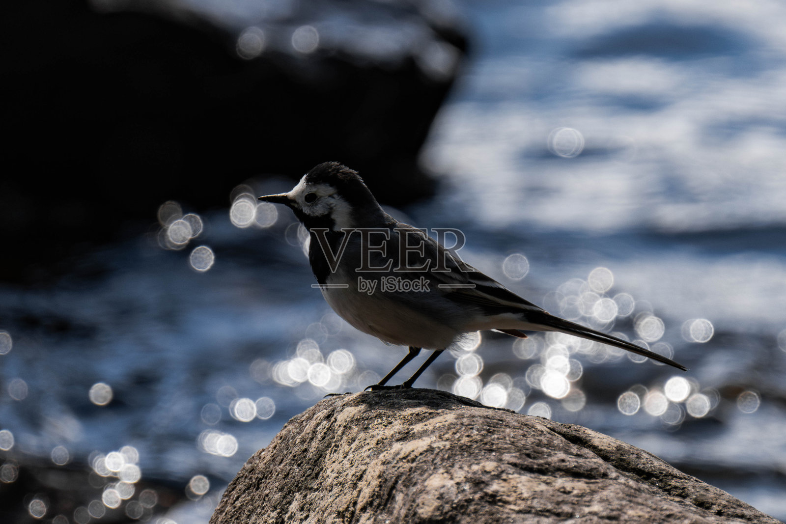 白鹡鸰（Motacilla alba）在夏季照片摄影图片
