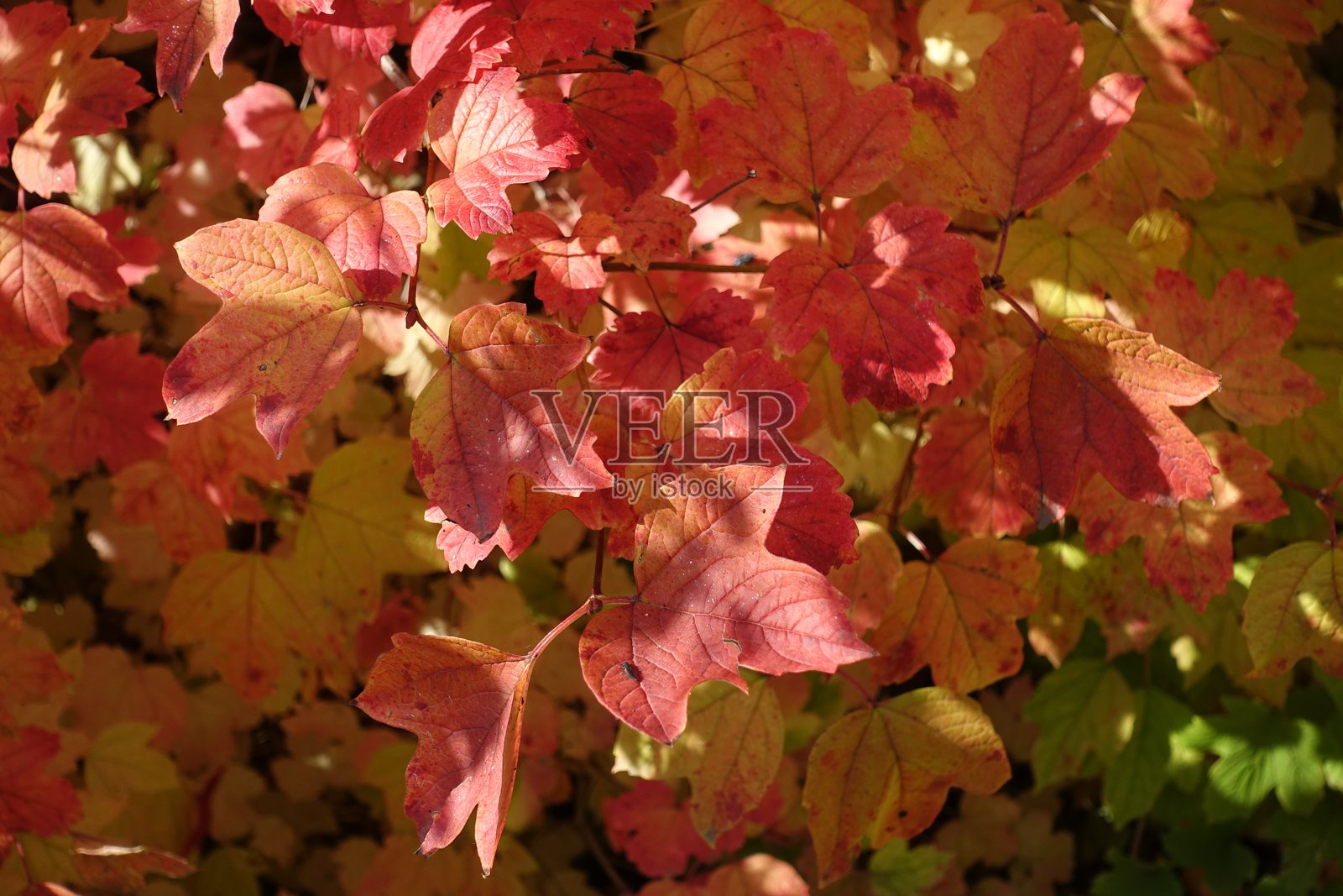 十月中旬的红绿相间的西洋接骨木秋季叶子照片摄影图片