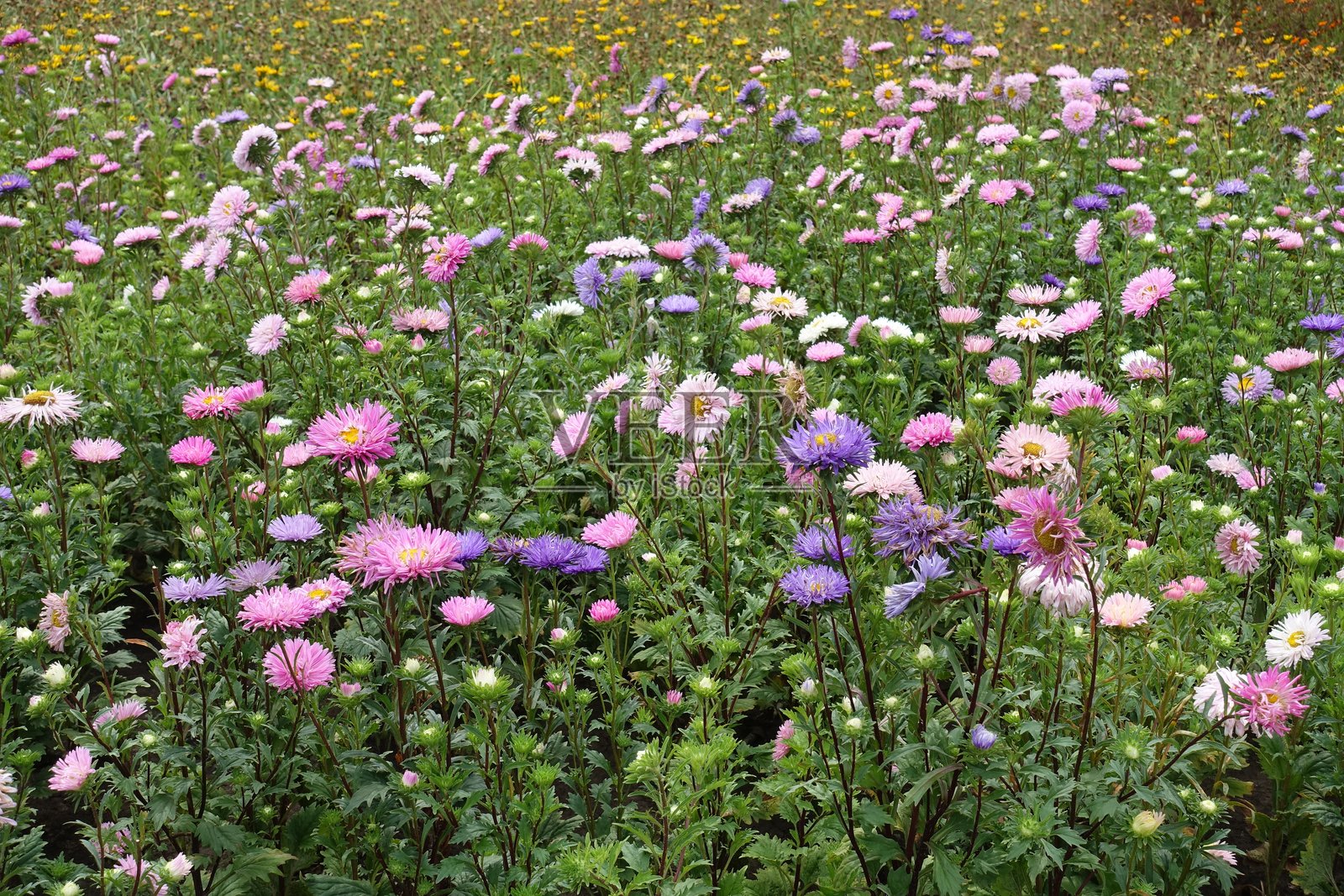 九月份盛开的粉色、紫色和白色中国菊花。照片摄影图片