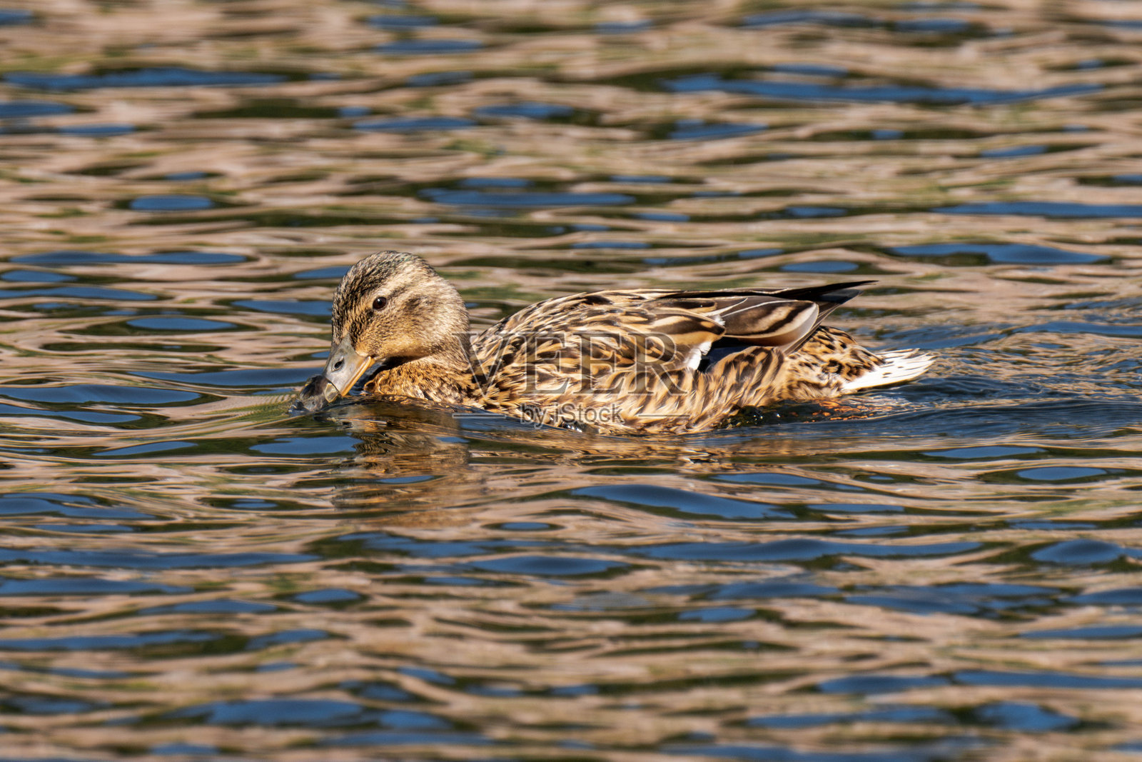 雌性绿头鸭（Anas platyrhynchos）在水中游泳照片摄影图片