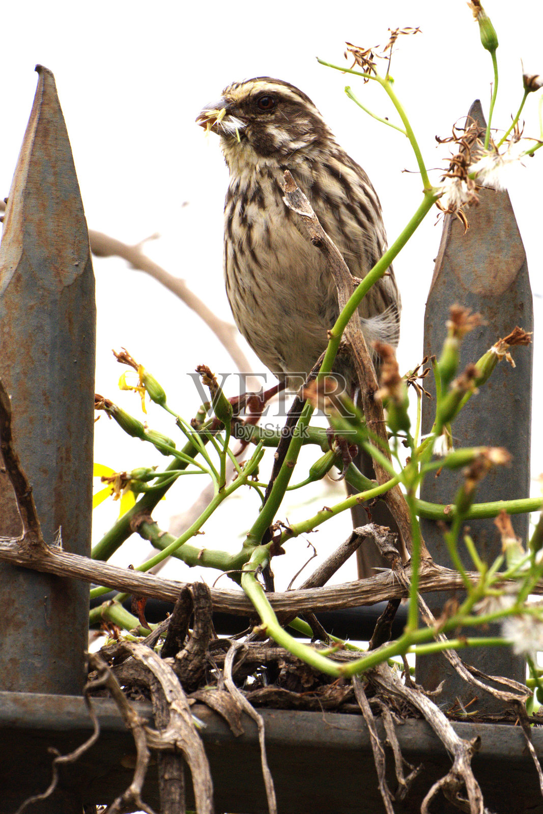 条纹种子鸟照片摄影图片
