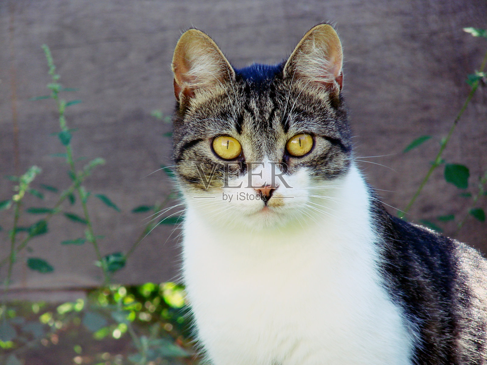墙边的猫肖像照片摄影图片