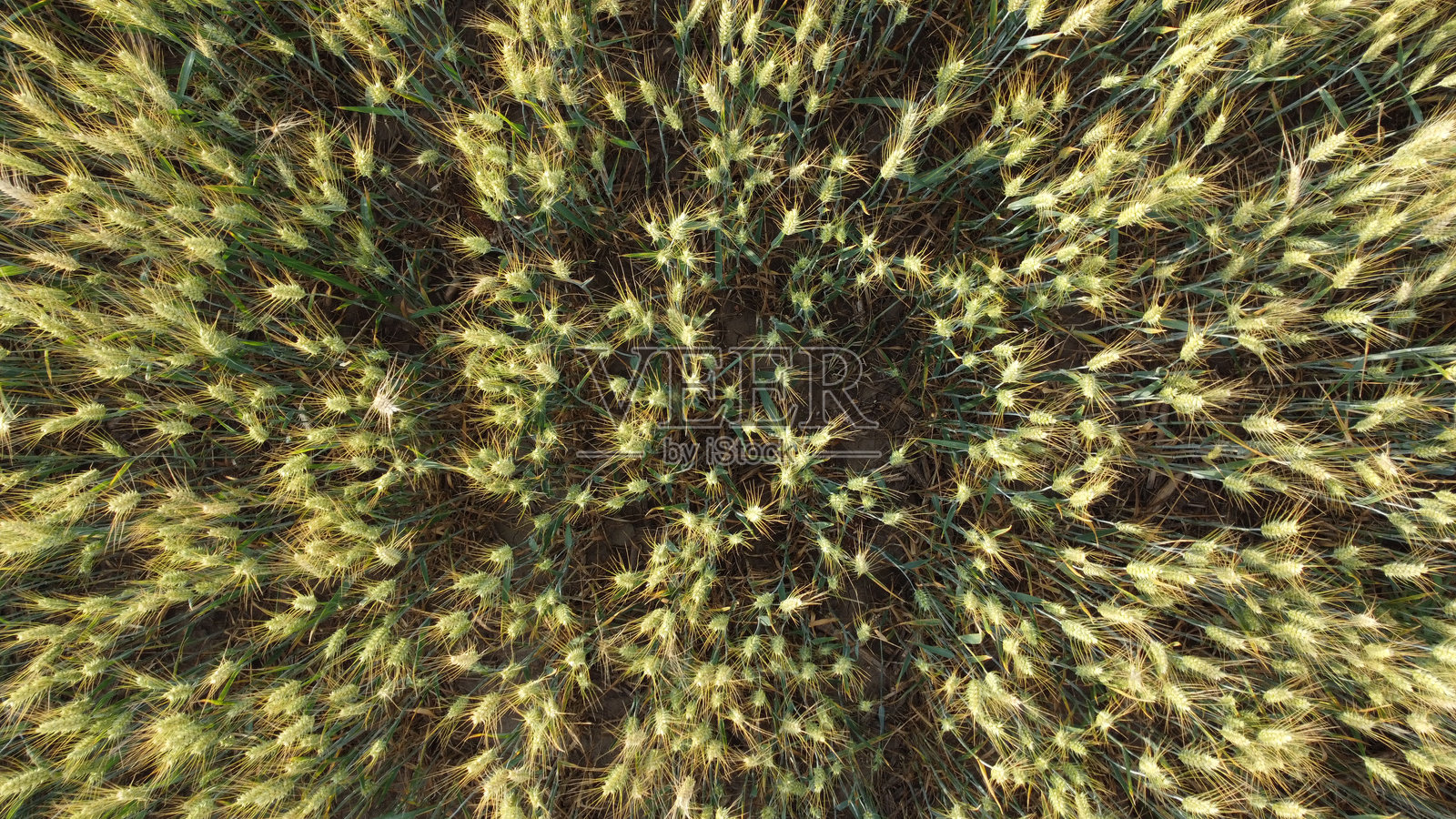 夏季的成熟小麦田，位于伏伊伏丁那，航拍摄影照片摄影图片