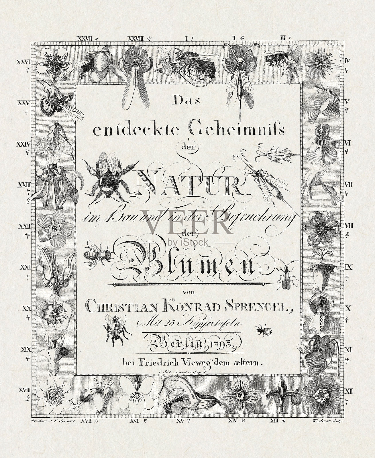 1793年出版的德国书籍中的植物学标题页。详细描绘了花卉结构和授粉过程，展现了18世纪植物学研究的风貌。插画图片素材