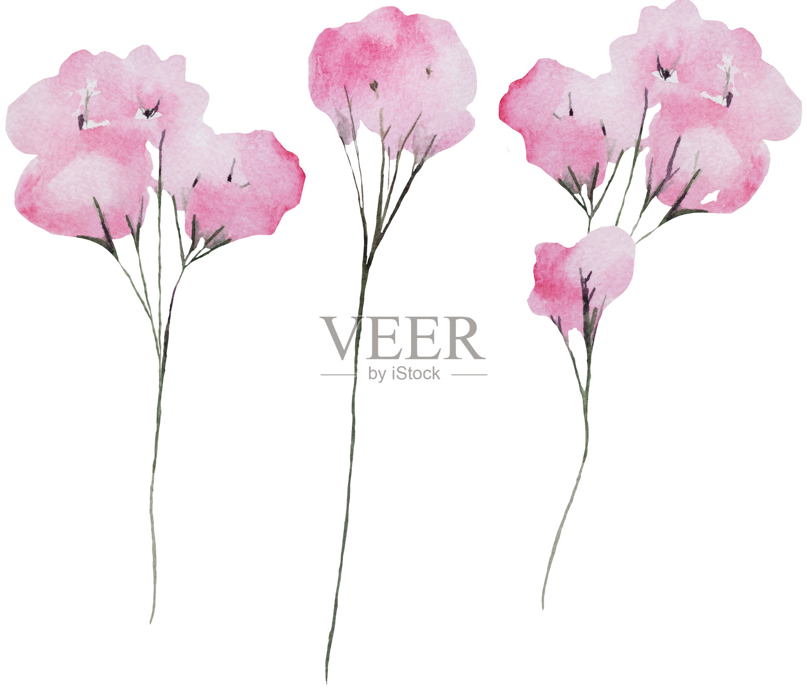 水彩浅粉色花朵孤立插图，婚礼和问候元素插画图片素材