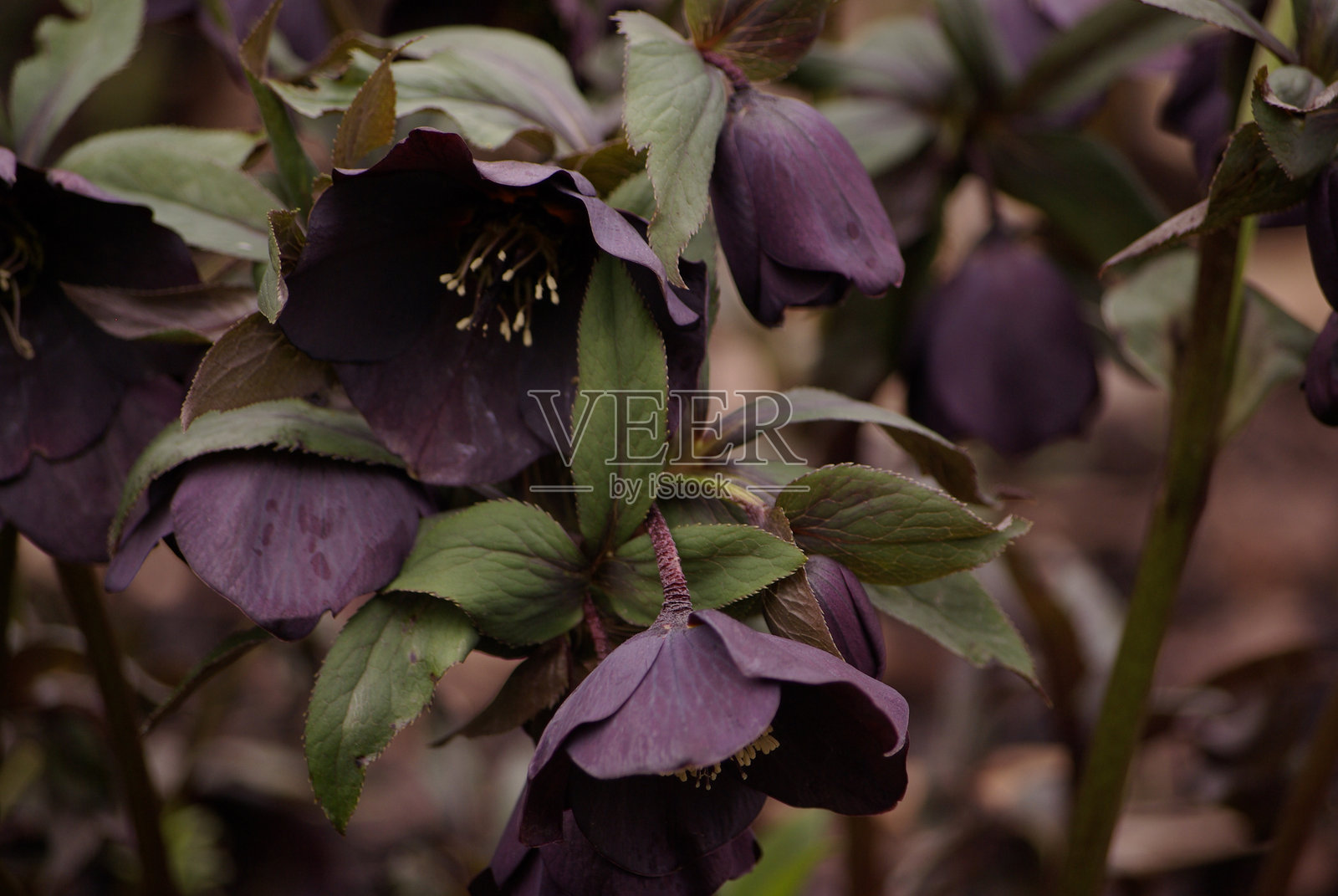 紫色开花植物叶子的特写照片摄影图片
