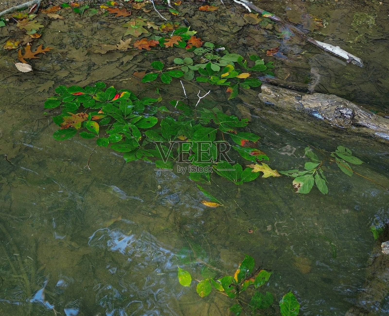 秋天的树叶照片摄影图片