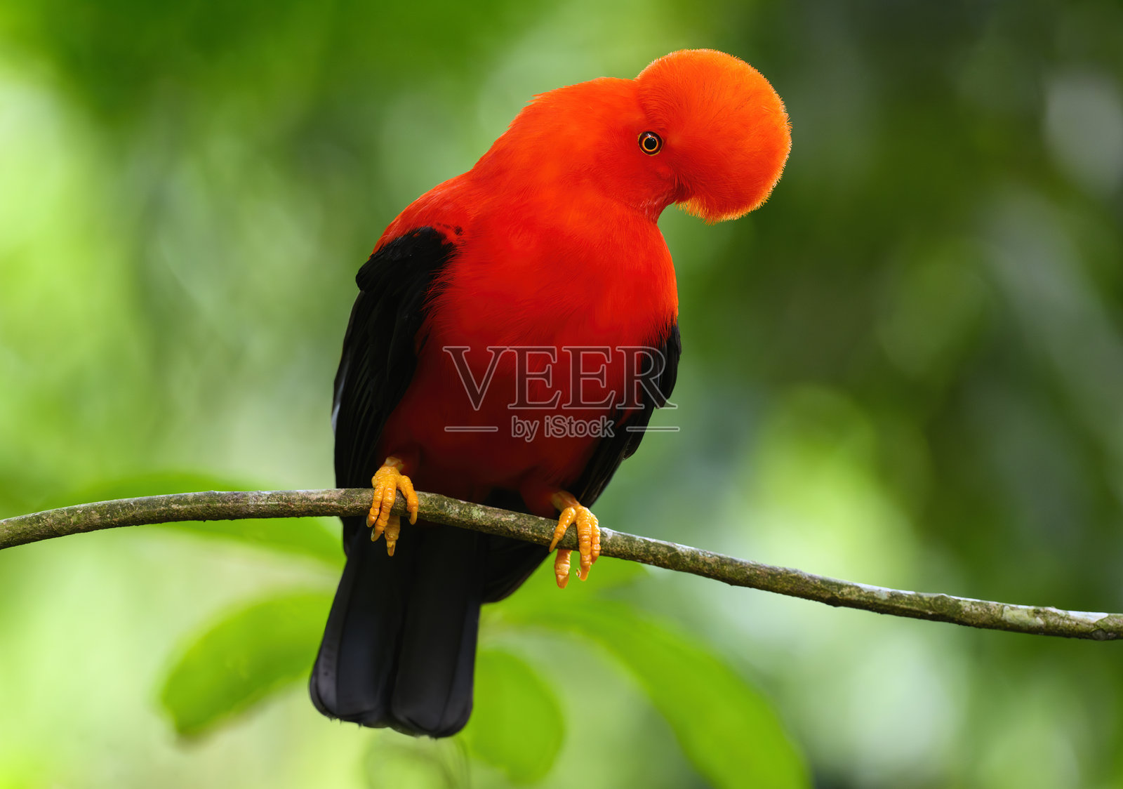 安第斯岩鸡（Rupicola peruvianus）在野外照片摄影图片