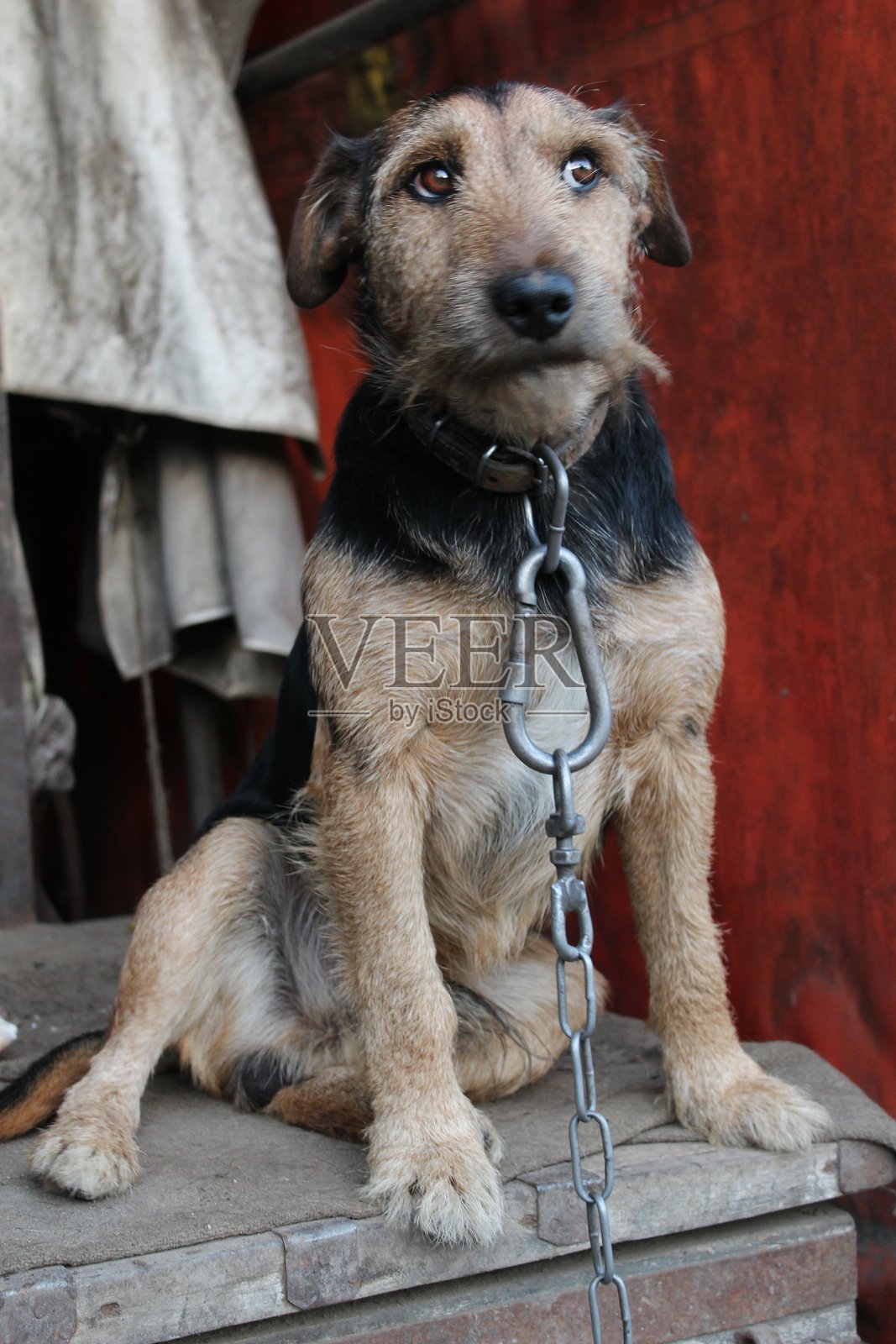 狗的肖像照片摄影图片