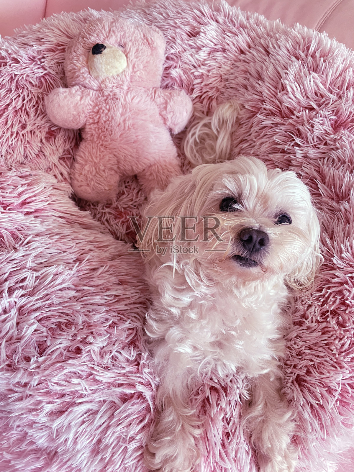 一只小马尔济斯犬照片摄影图片