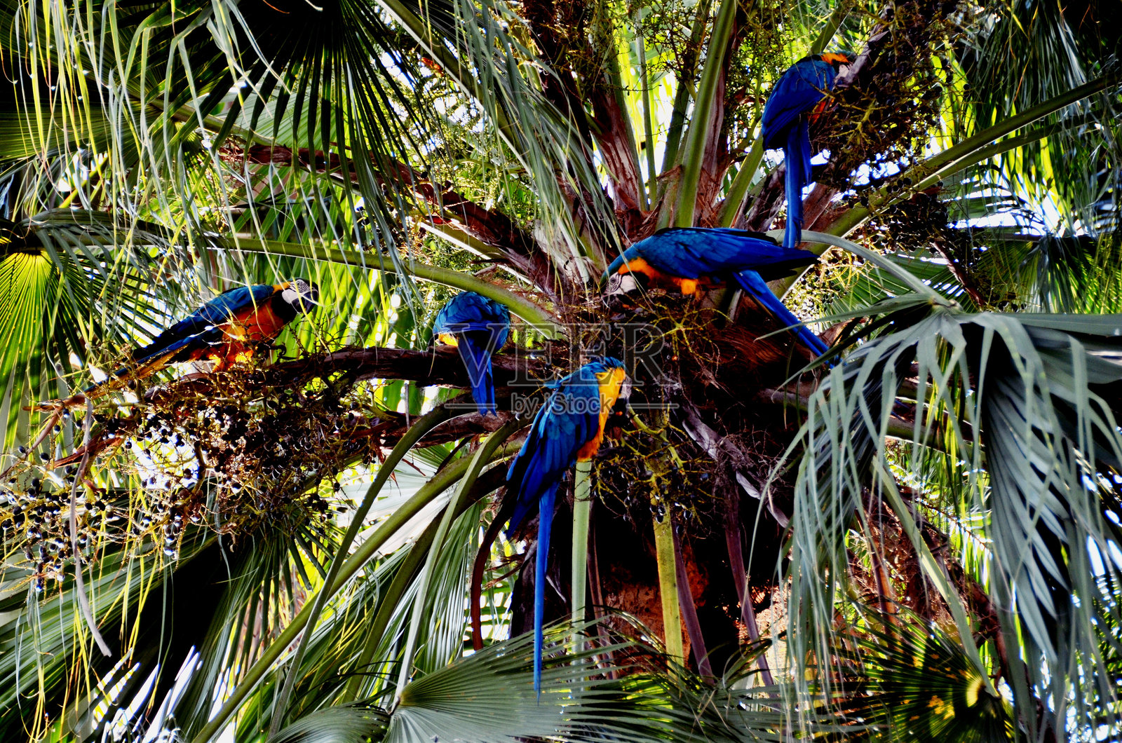 金蓝鹦鹉栖息在树上照片摄影图片