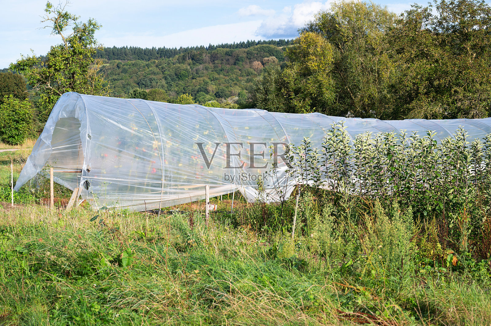 温室里的农业番茄植物田，乡村有机蔬菜种植，花园里的食品种植照片摄影图片