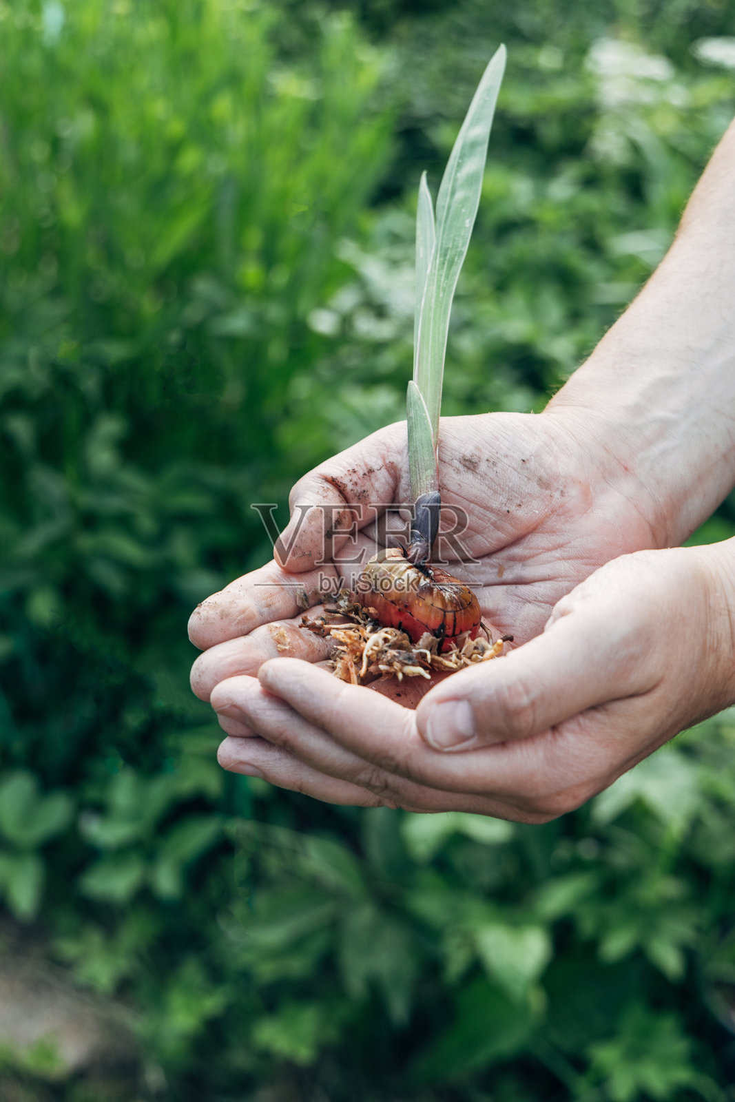 手握剑兰花球茎洋葱，准备种植前的准备工作照片摄影图片