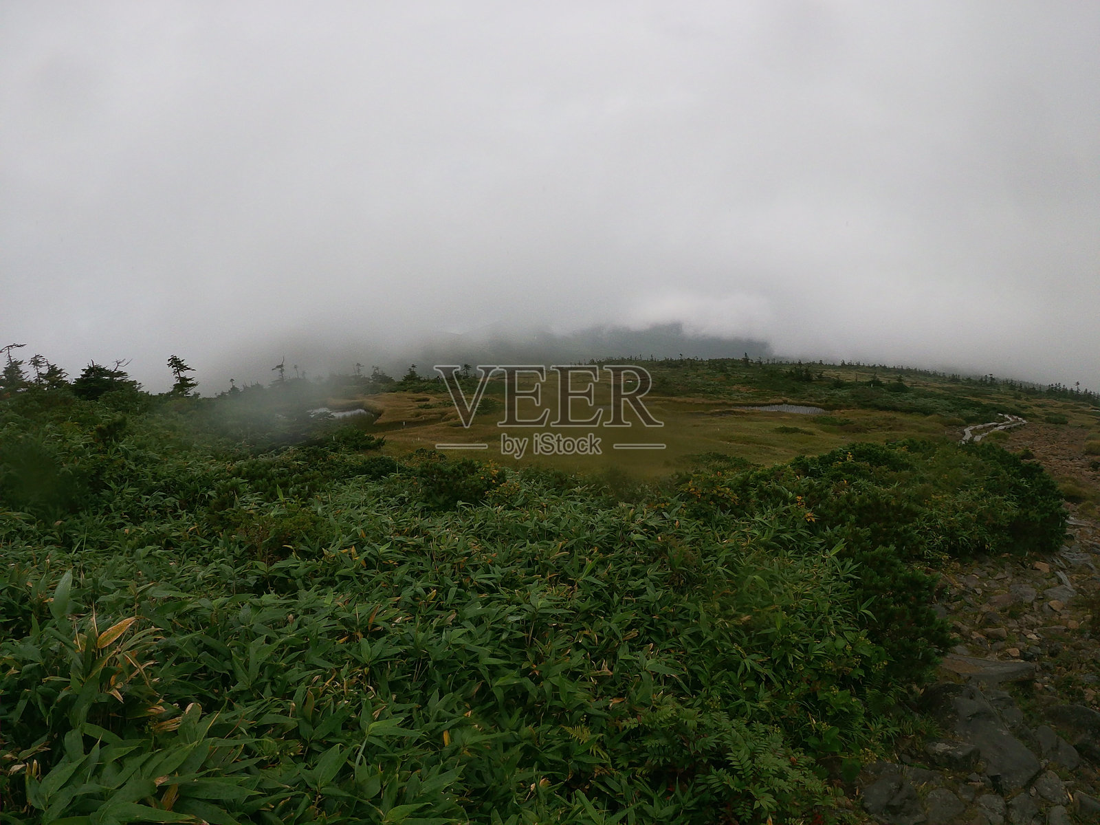 西吾妻山的雾气笼罩的湿地。照片摄影图片