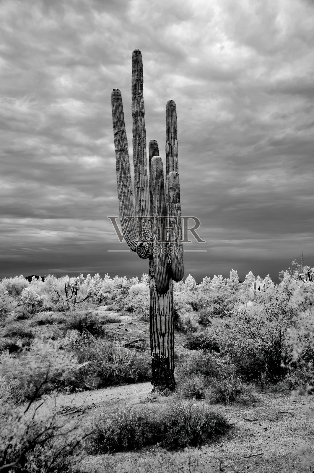 亚利桑那州索诺拉沙漠的黑白风景照片摄影图片