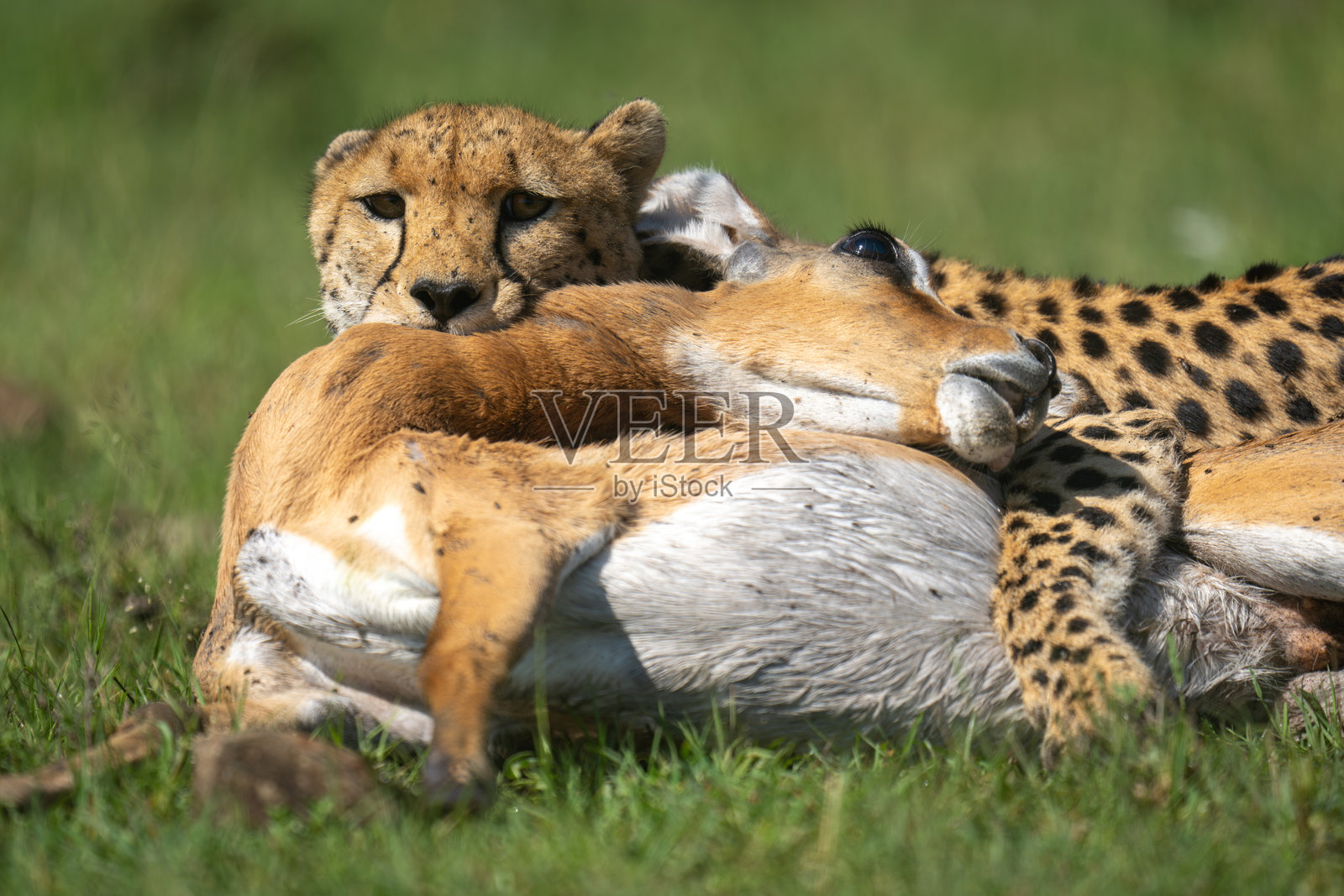 雌性猎豹紧握着一只黑斑羚的特写镜头照片摄影图片