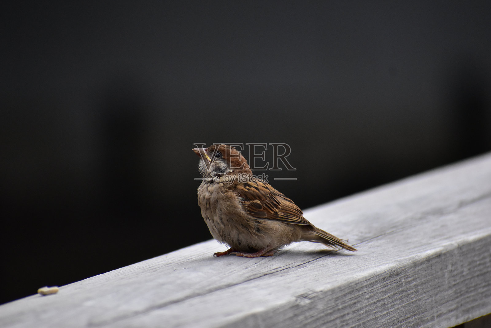 麻雀雏鸟的肖像照片摄影图片