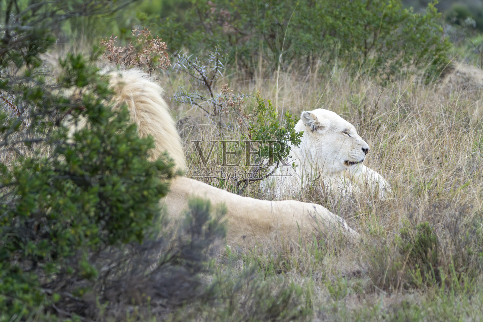 南非野生动物保护区中的白色雌狮。照片摄影图片