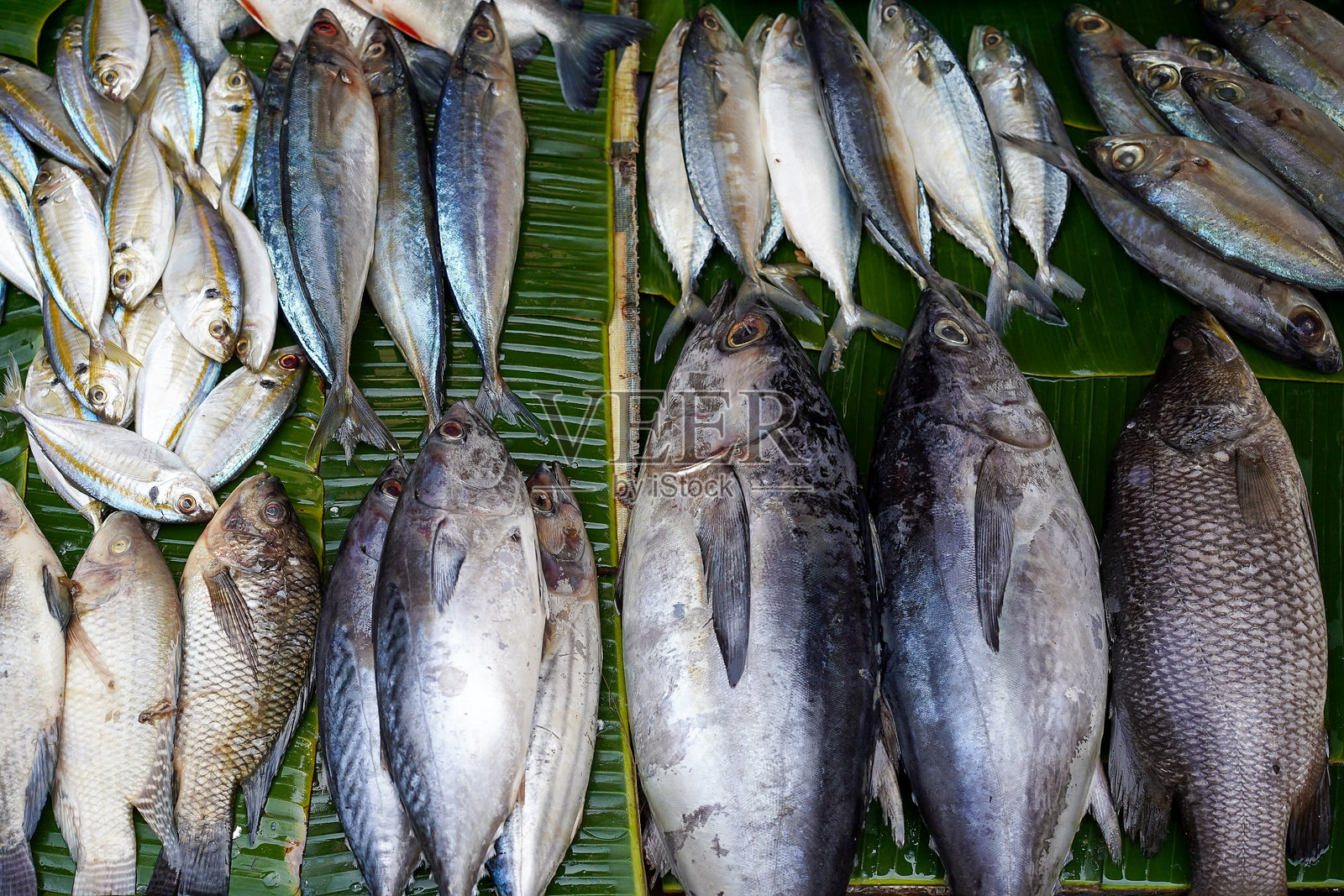 鱼市场上的新鲜鱼照片摄影图片