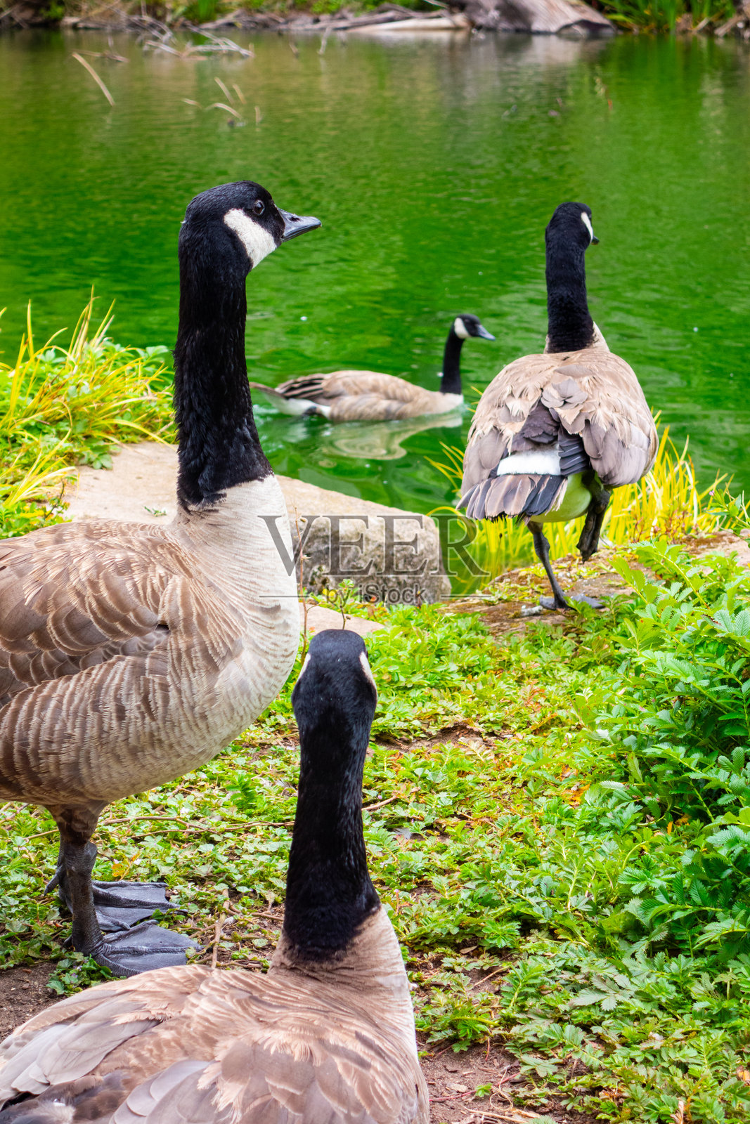 金门公园池塘中的加拿大鹅照片摄影图片